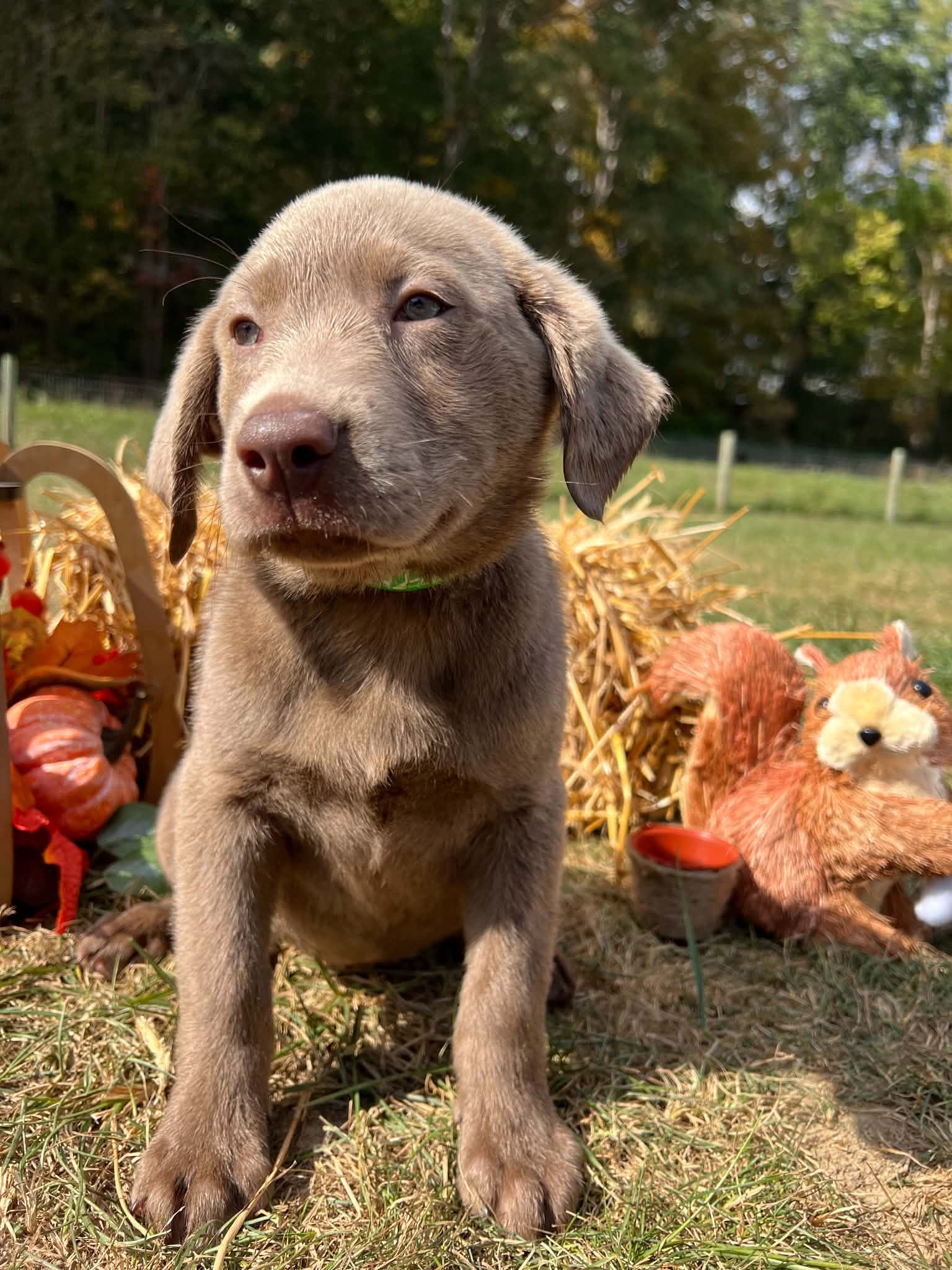 A purebred Labrador Retriever puppy outside in natural daylight.