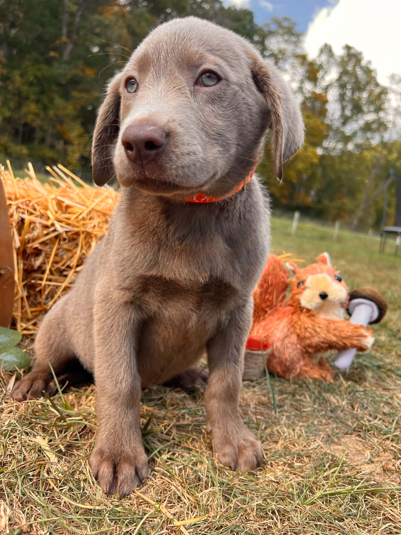 A purebred Labrador Retriever puppy outside in natural daylight.