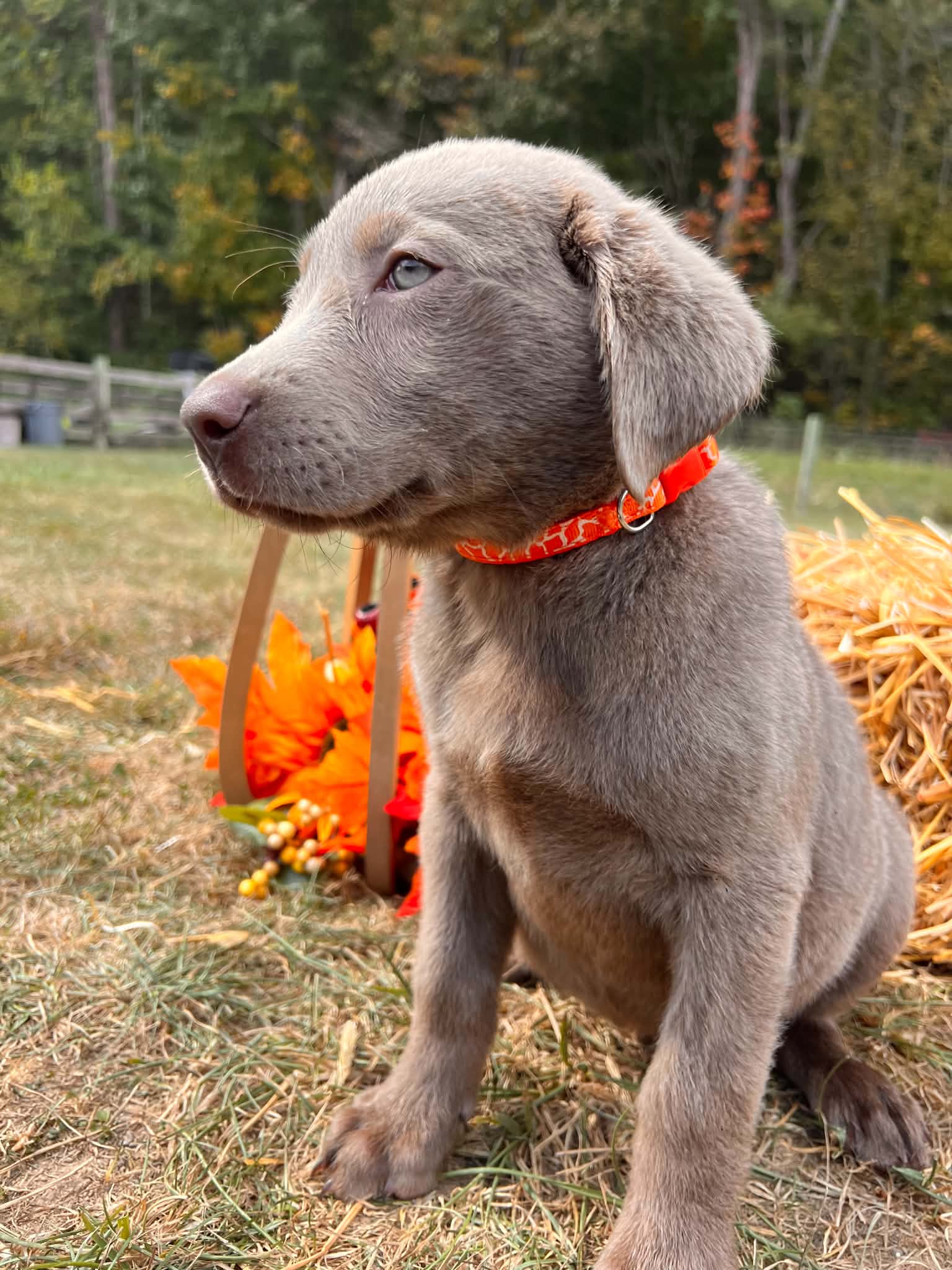 A purebred Labrador Retriever puppy outside in natural daylight.