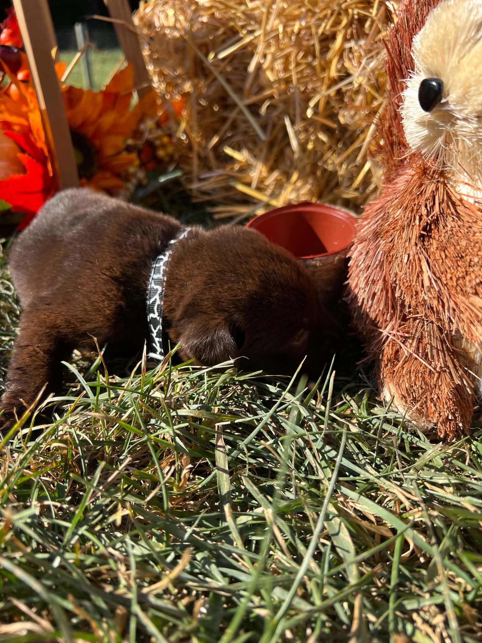 A purebred Labrador Retriever puppy outside in natural daylight.