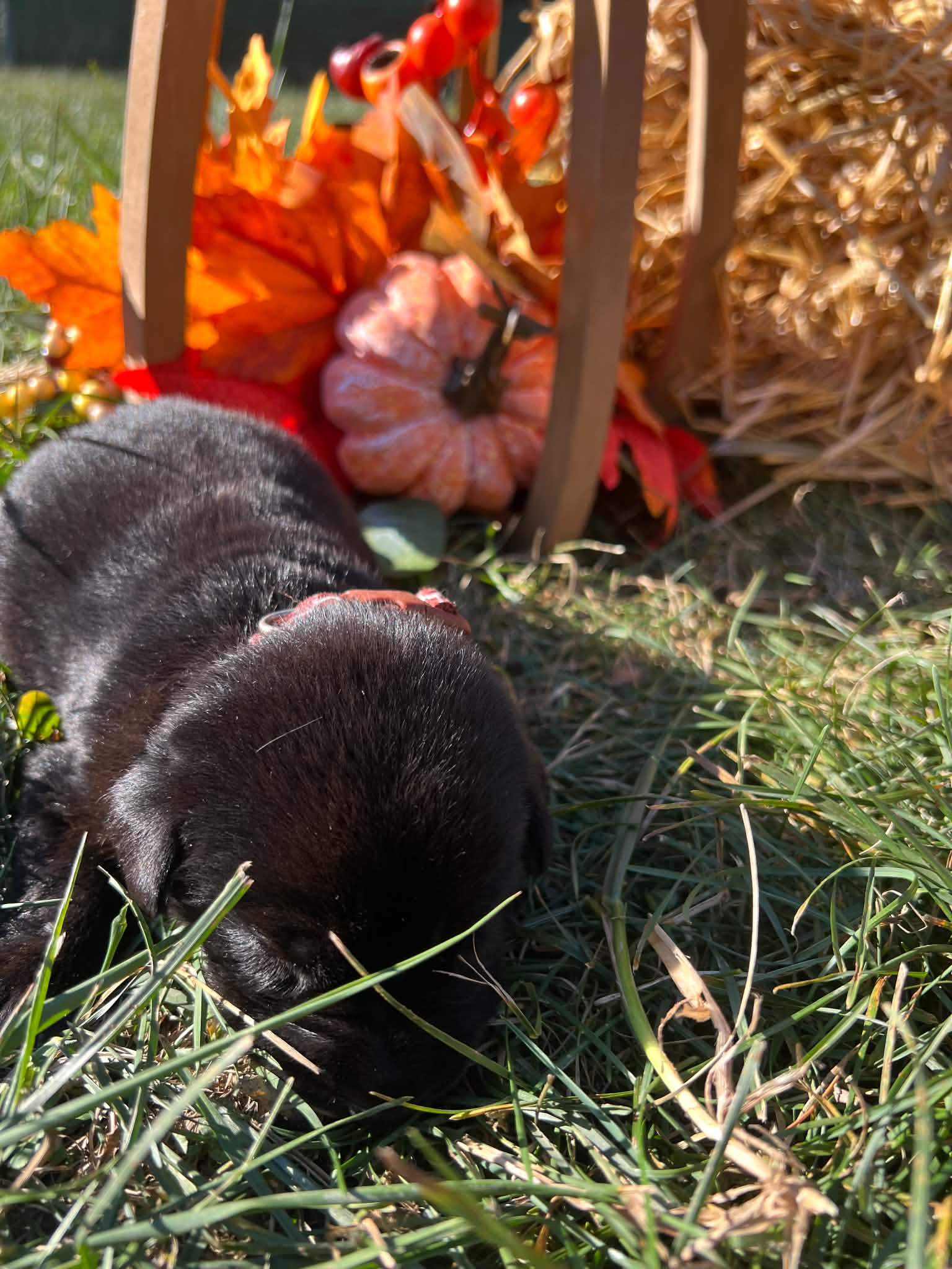 A purebred Labrador Retriever puppy outside in natural daylight.