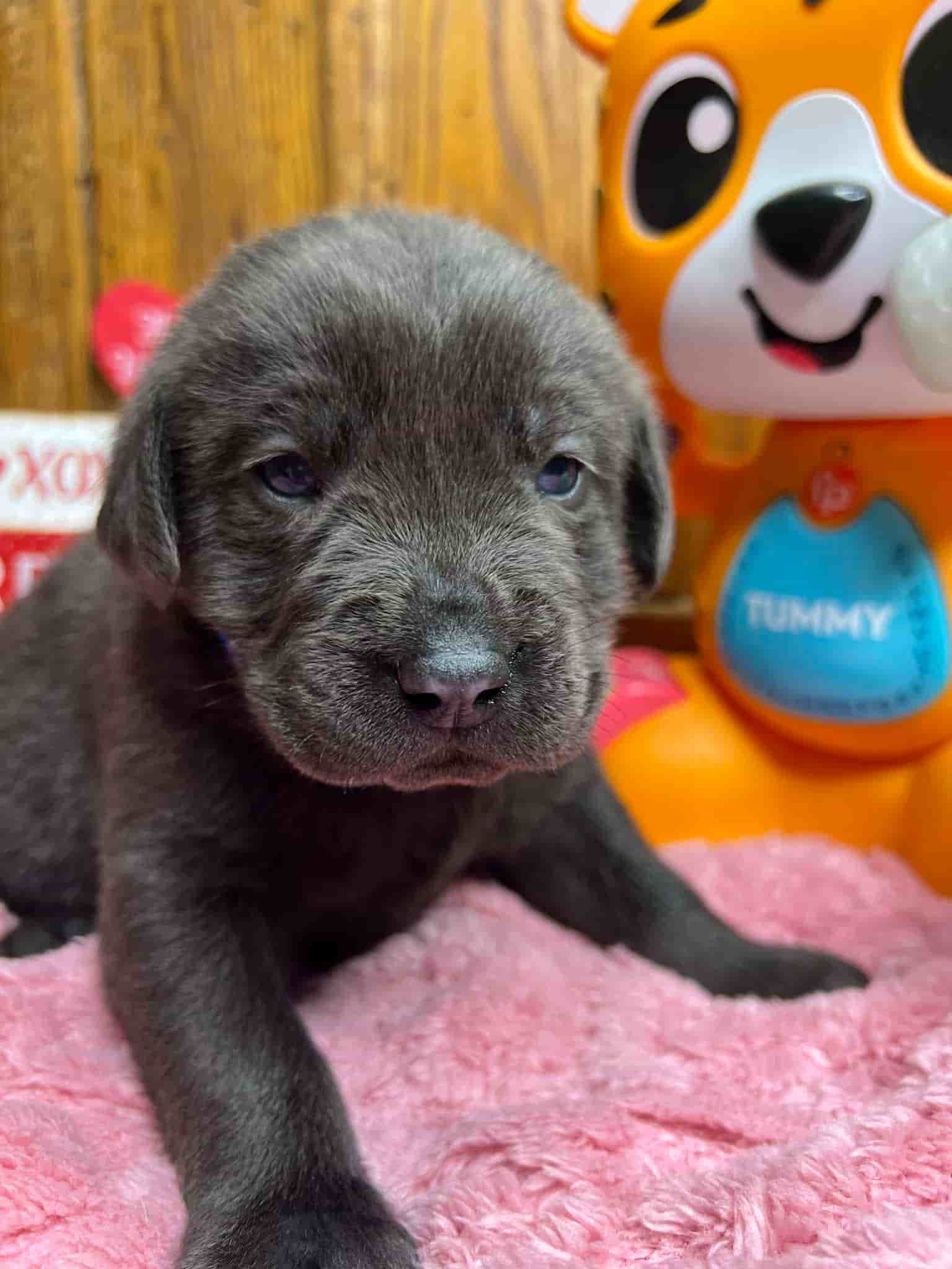 A purebred black Labrador Retriever puppy with a pink curtain and red rose flowers around him.