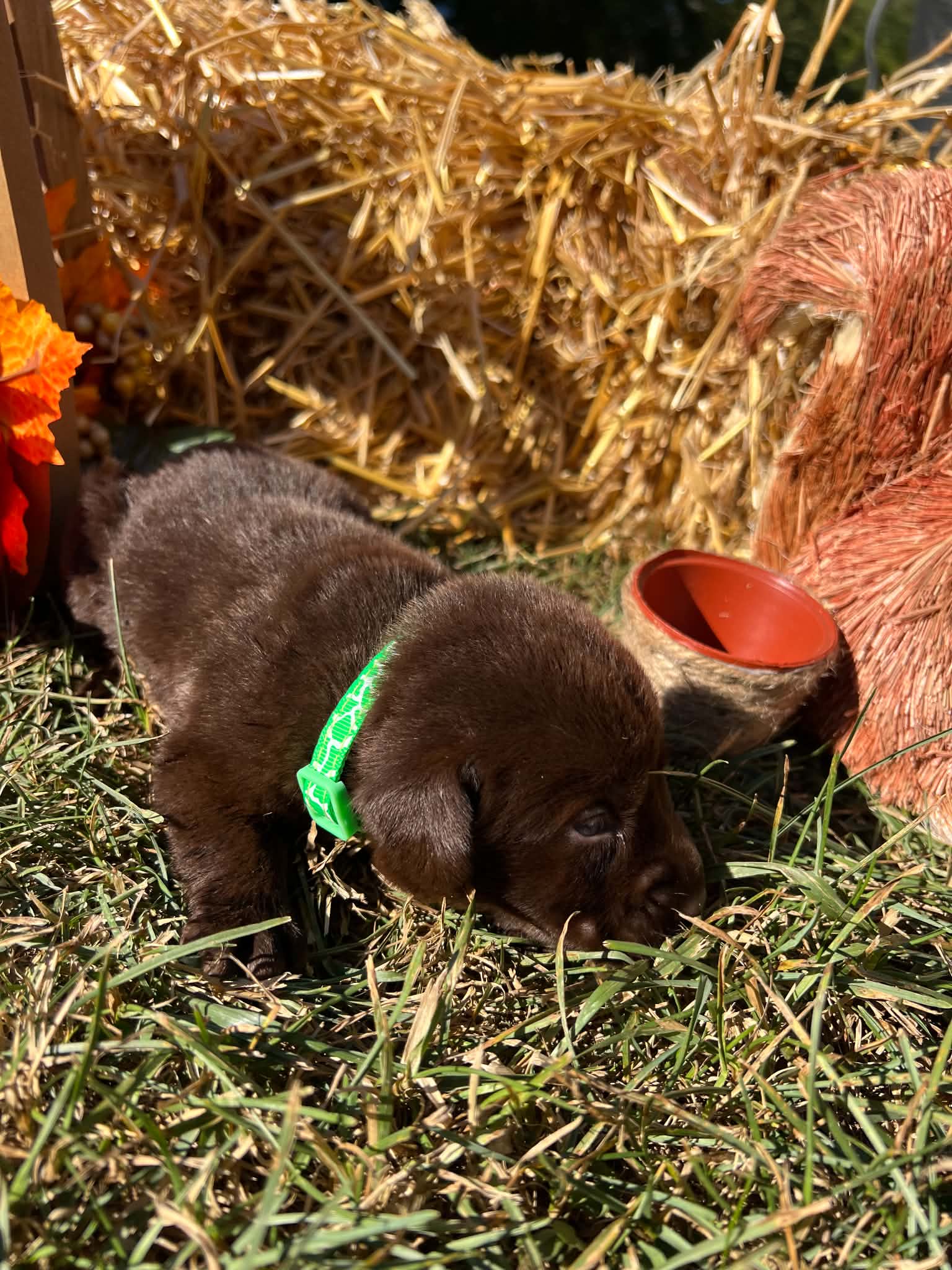 A purebred Labrador Retriever puppy outside in natural daylight.