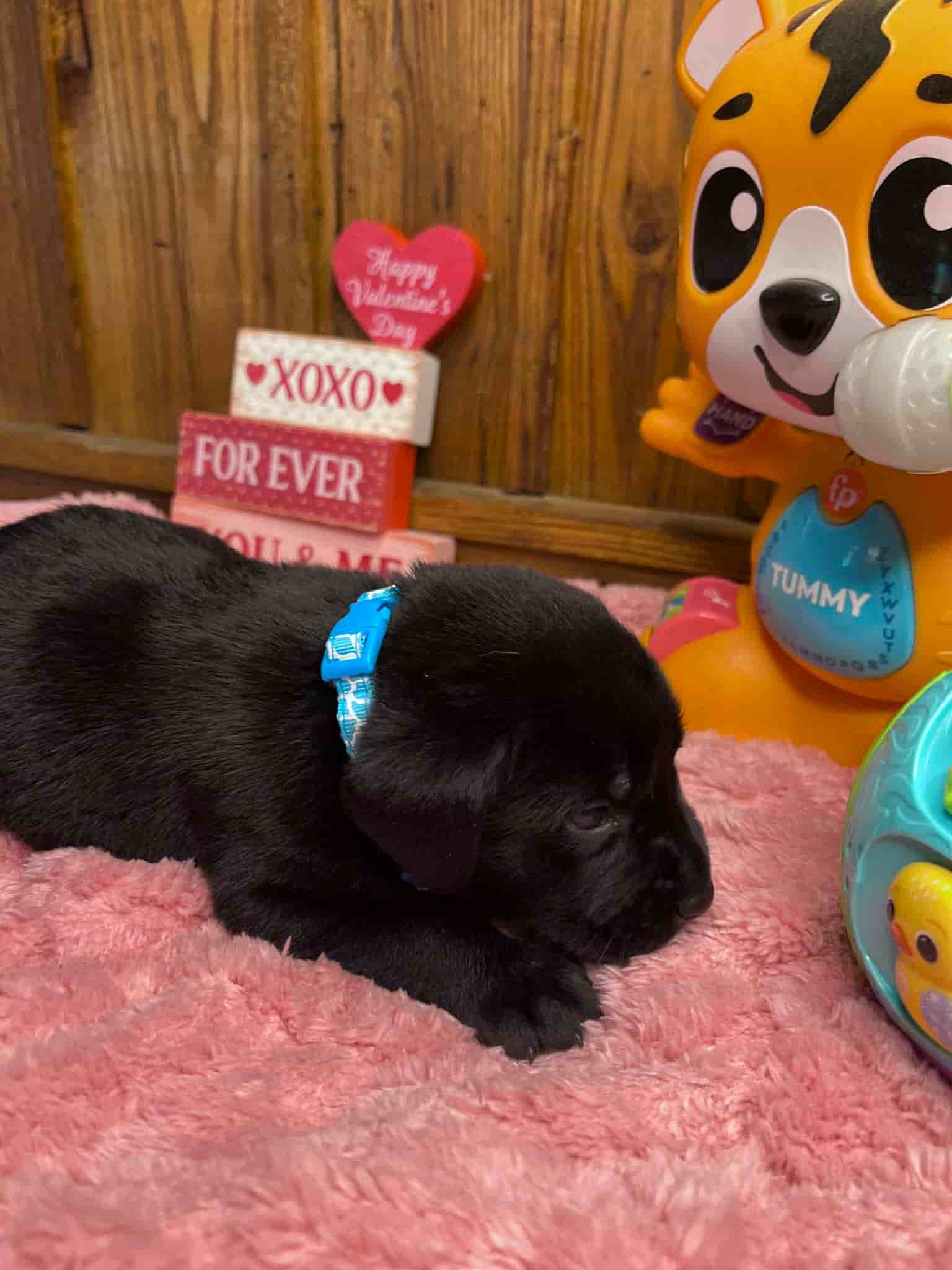 A purebred black Labrador Retriever puppy with a pink curtain and red rose flowers around him.