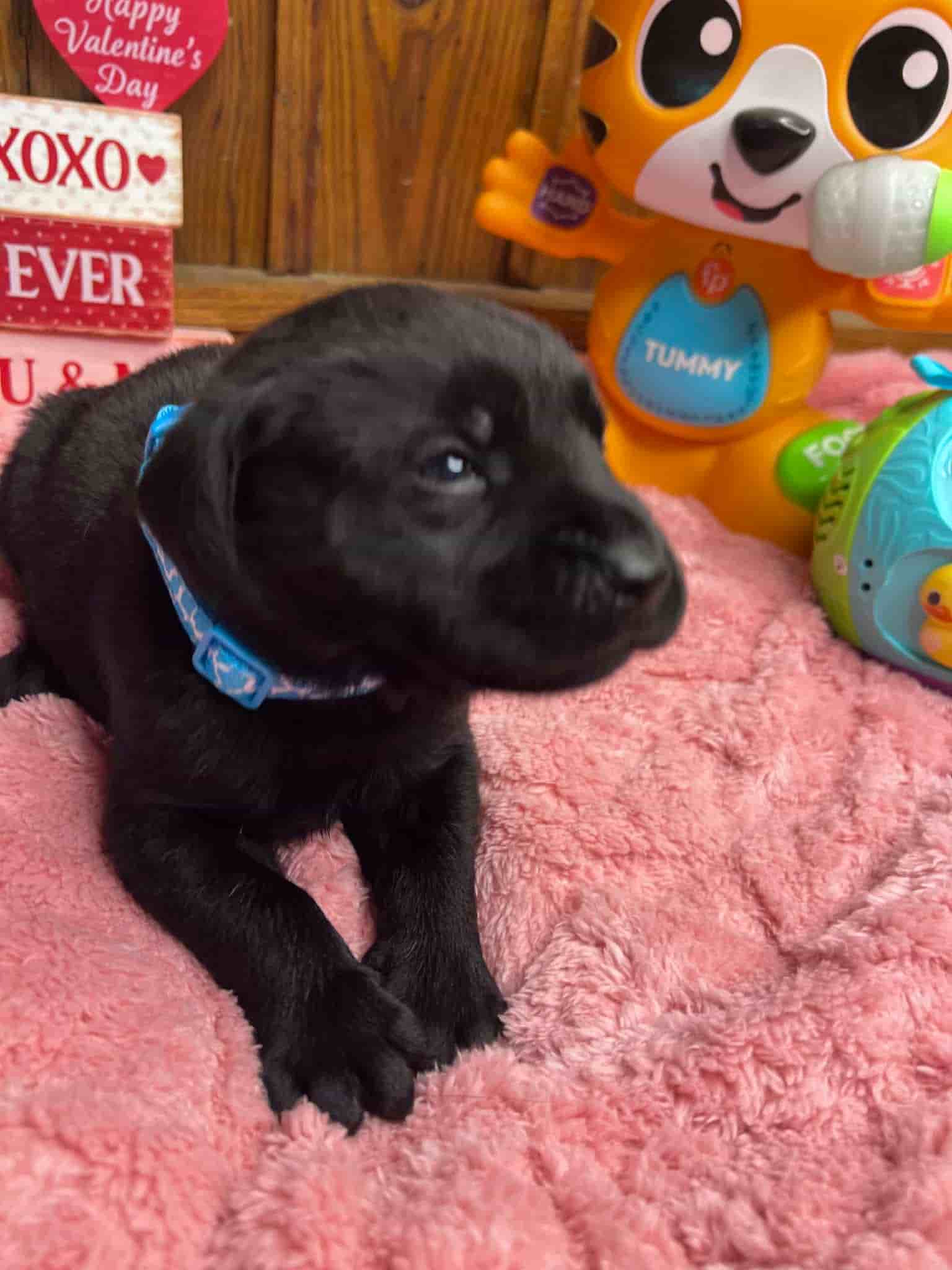 A purebred black Labrador Retriever puppy with a pink curtain and red rose flowers around him.