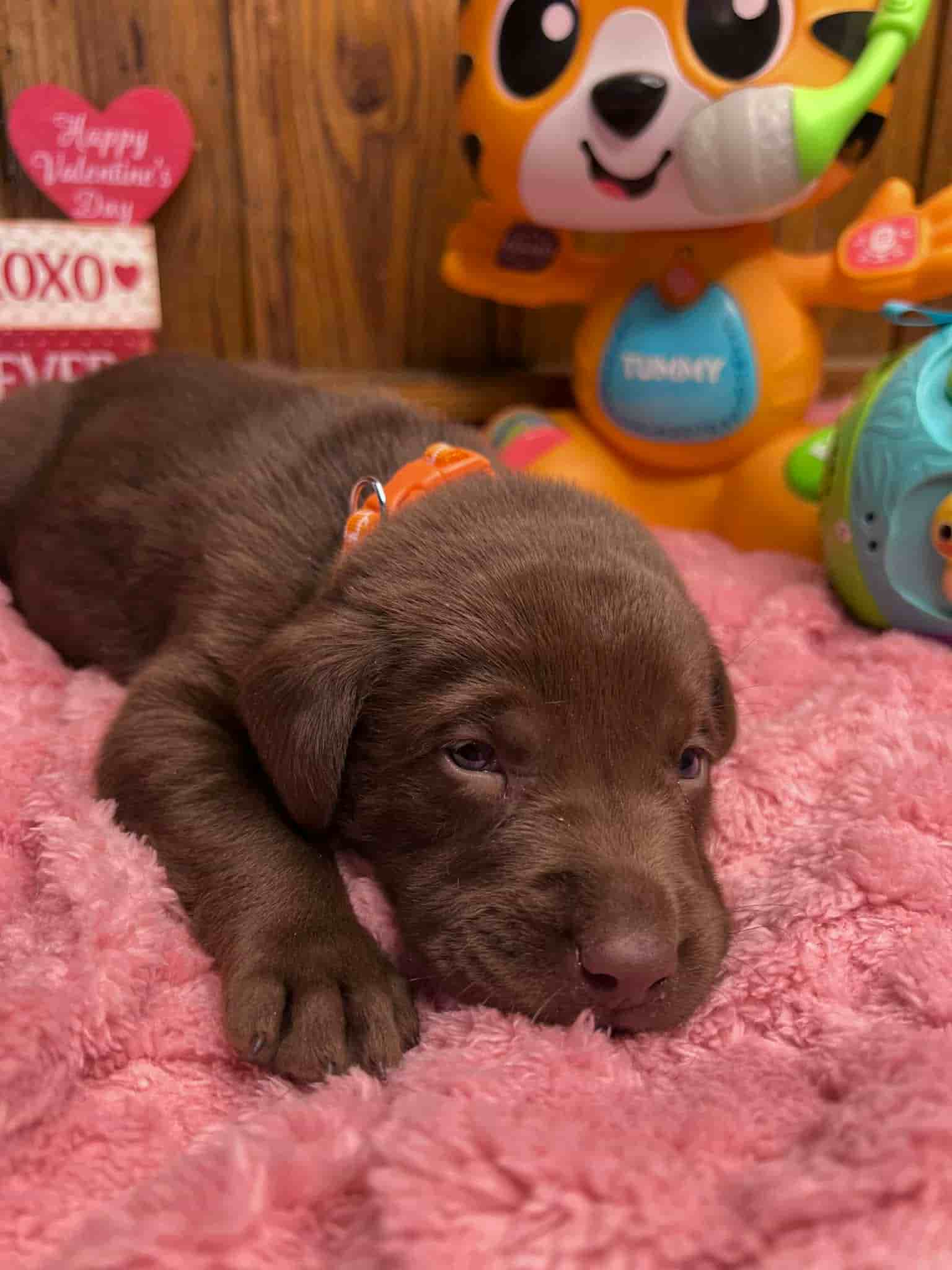 A purebred black Labrador Retriever puppy with a pink curtain and red rose flowers around him.