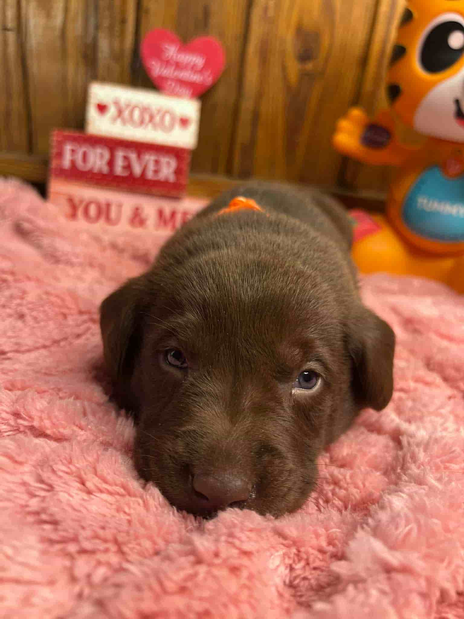 A purebred black Labrador Retriever puppy with a pink curtain and red rose flowers around him.