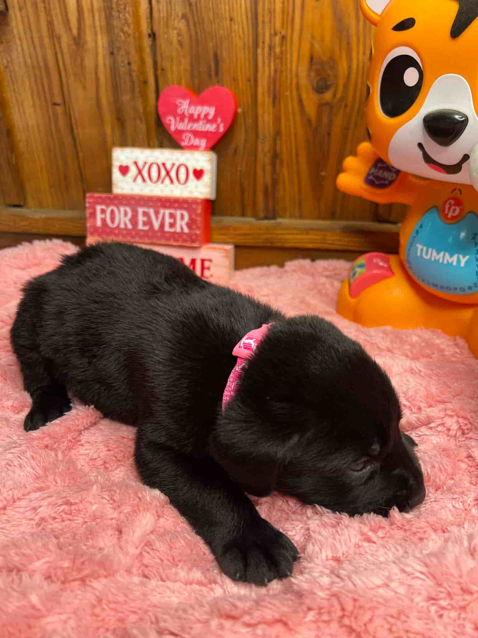 A purebred black Labrador Retriever puppy with a pink curtain and red rose flowers around him.