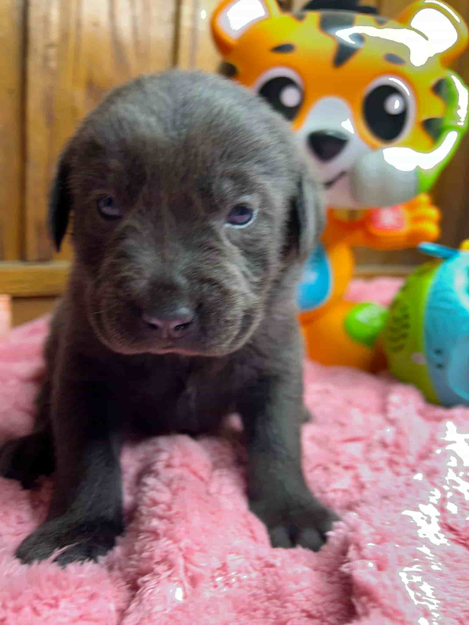 A purebred black Labrador Retriever puppy with a pink curtain and red rose flowers around him.