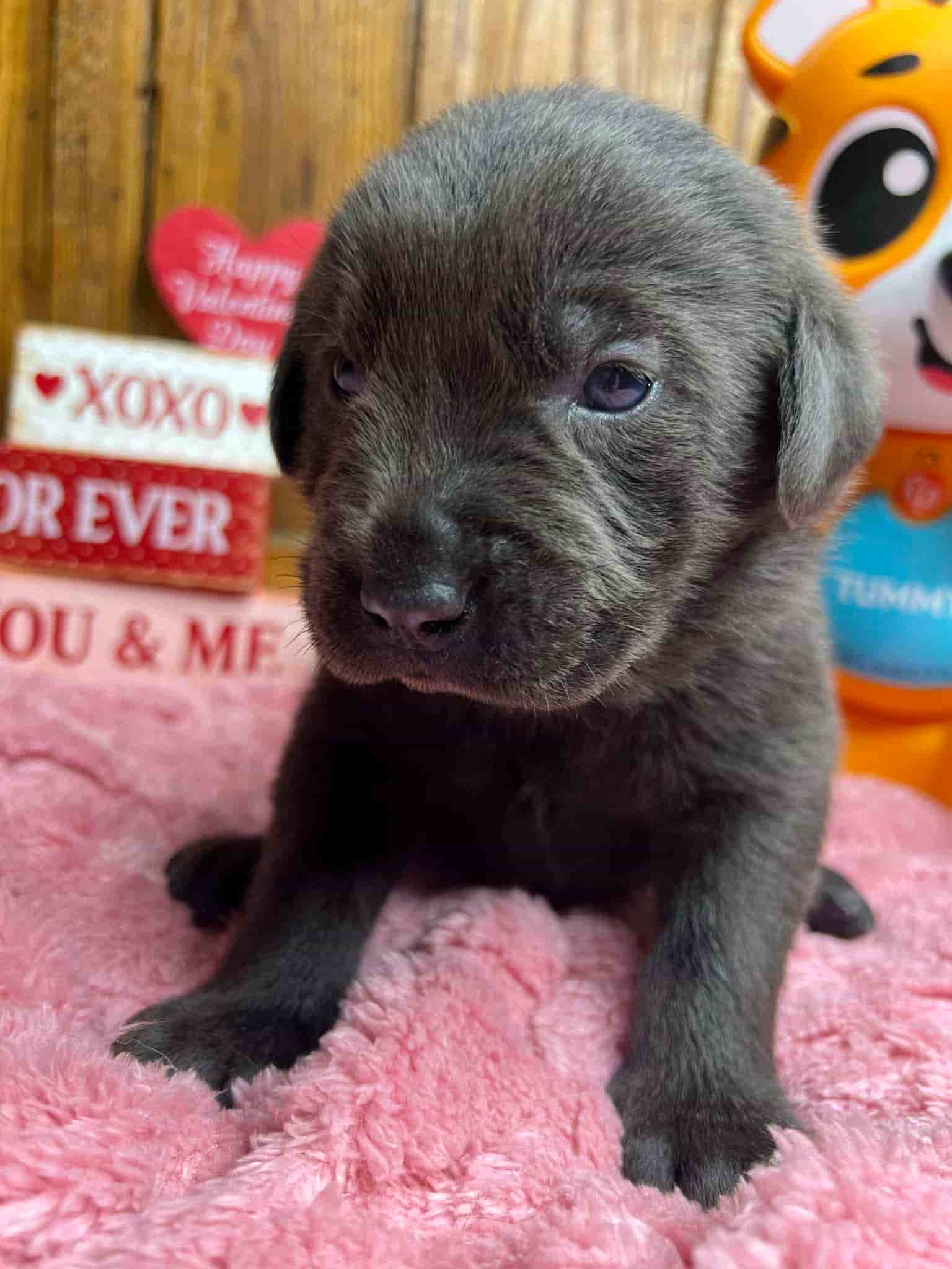 A purebred black Labrador Retriever puppy with a pink curtain and red rose flowers around him.
