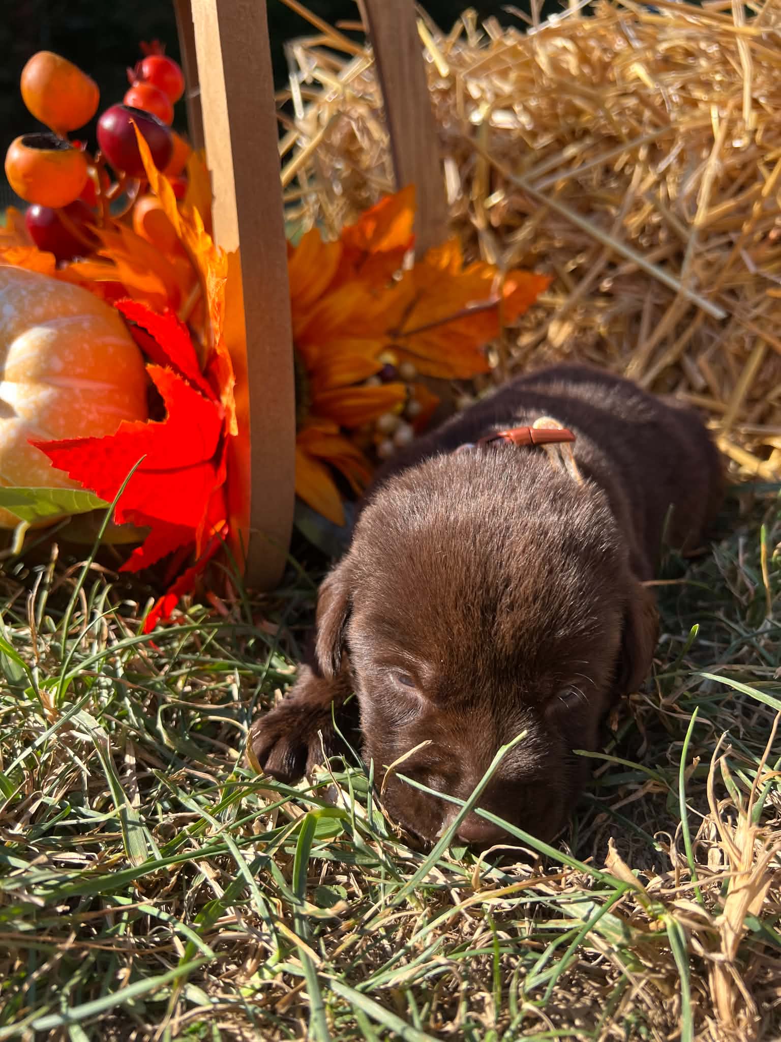 A purebred Labrador Retriever puppy outside in natural daylight.