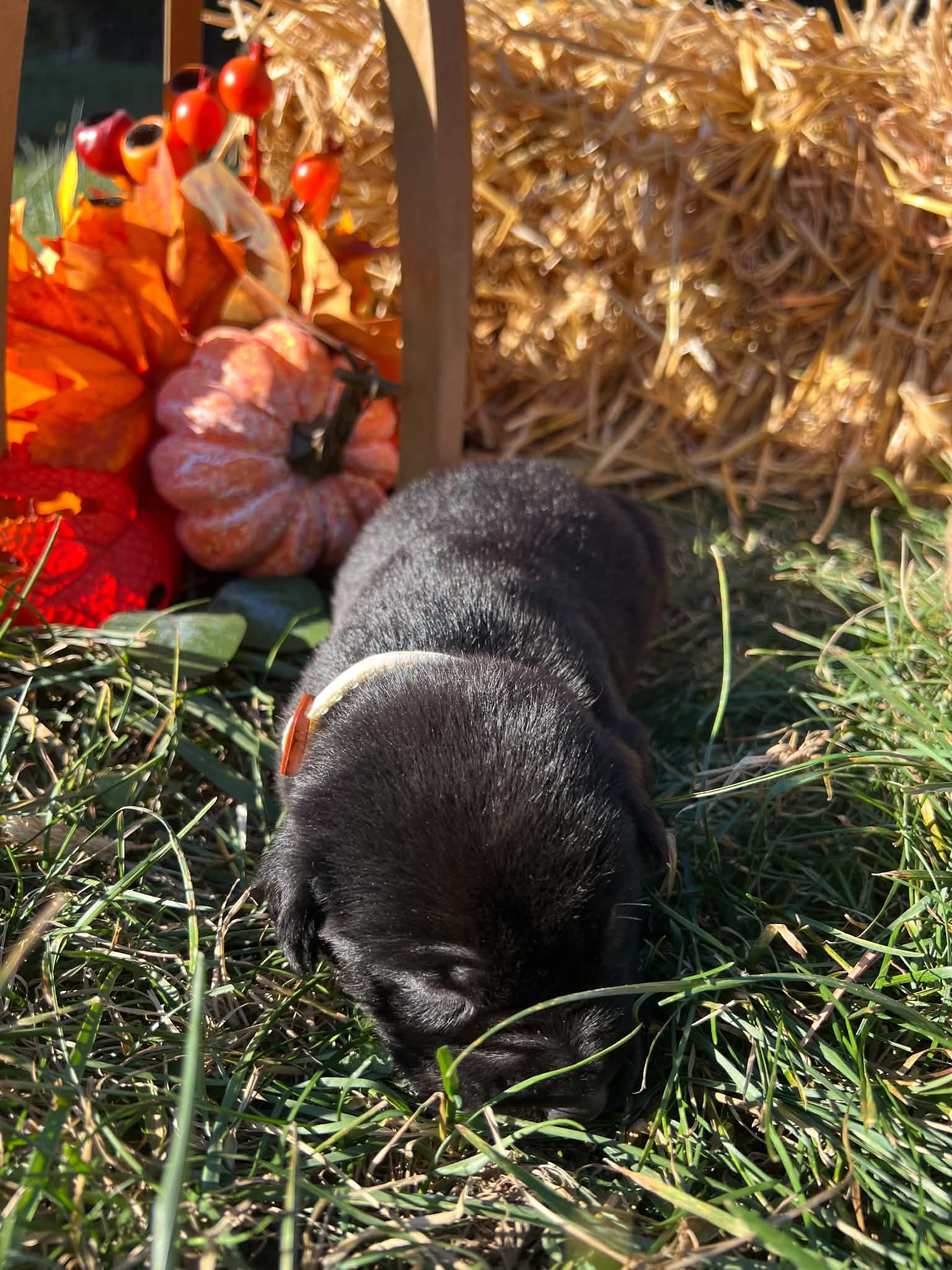 A purebred Labrador Retriever puppy outside in natural daylight.