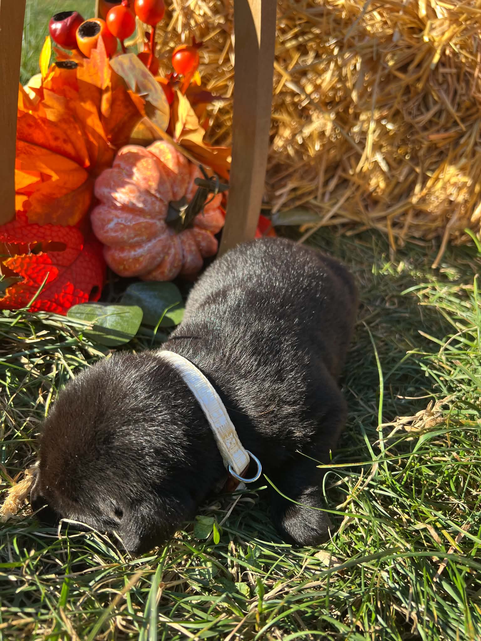 A purebred Labrador Retriever puppy outside in natural daylight.