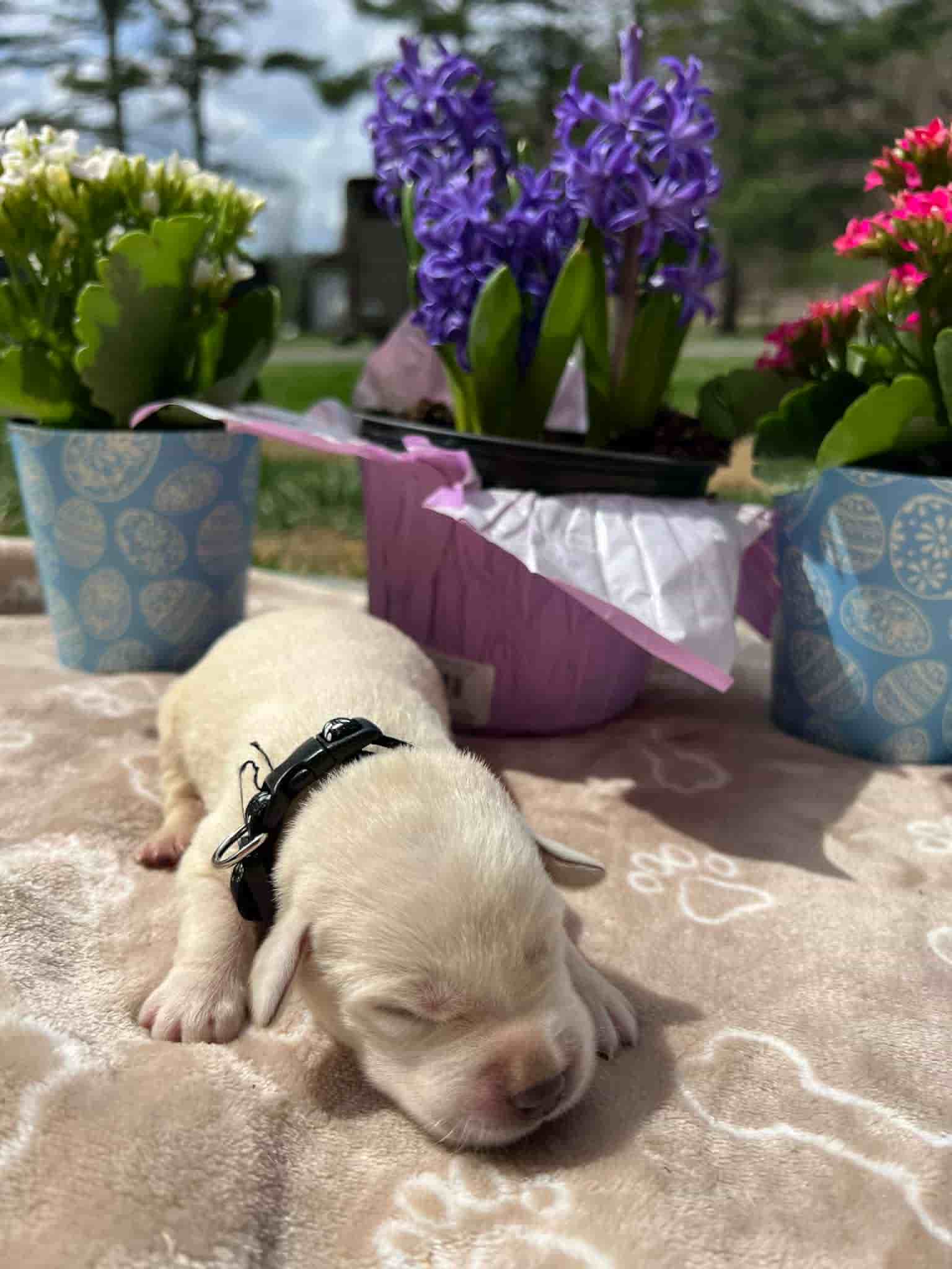 A purebred black Labrador Retriever puppy with a pink curtain and red rose flowers around him.