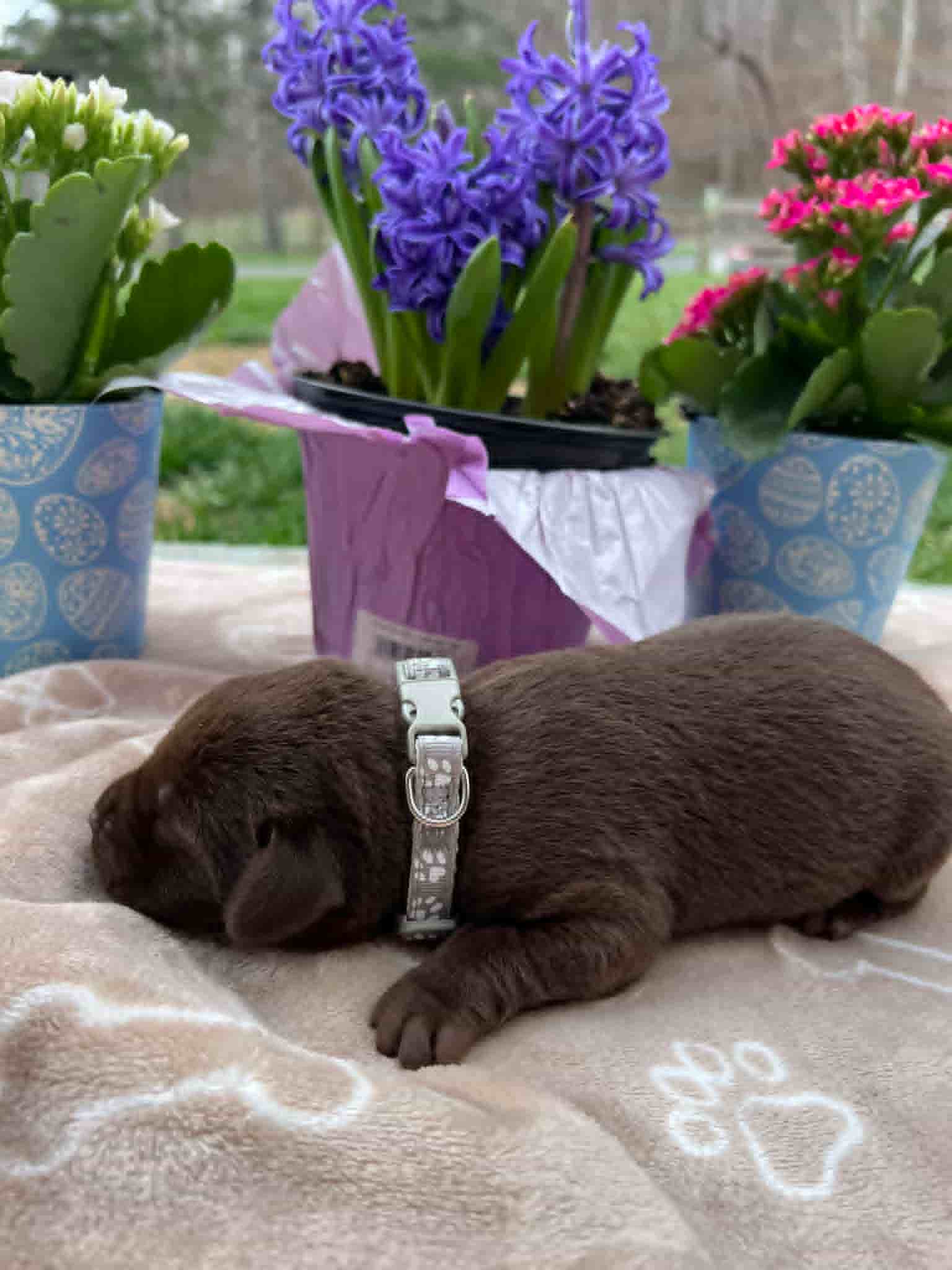 A purebred black Labrador Retriever puppy with a pink curtain and red rose flowers around him.