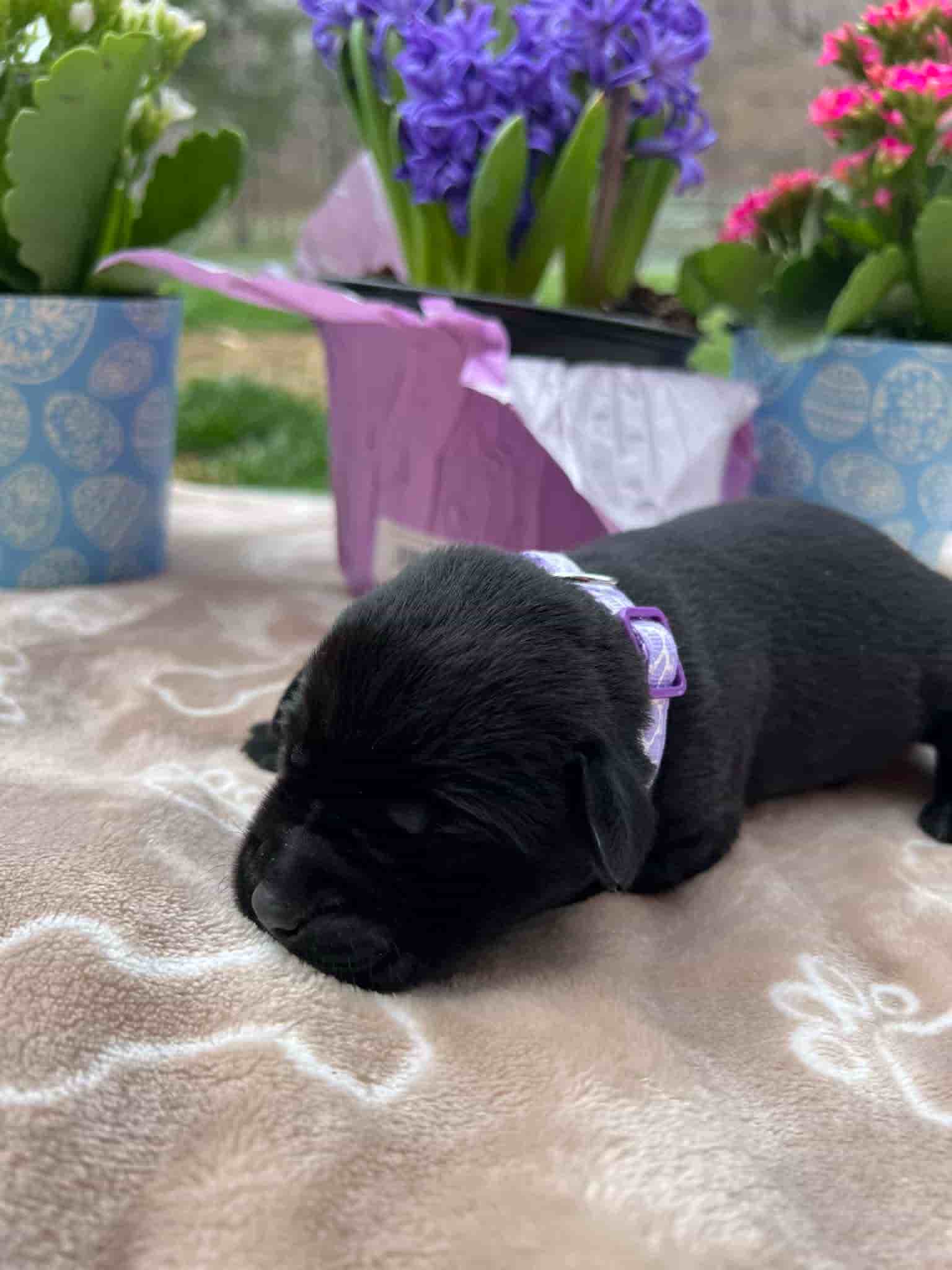 A purebred black Labrador Retriever puppy with a pink curtain and red rose flowers around him.