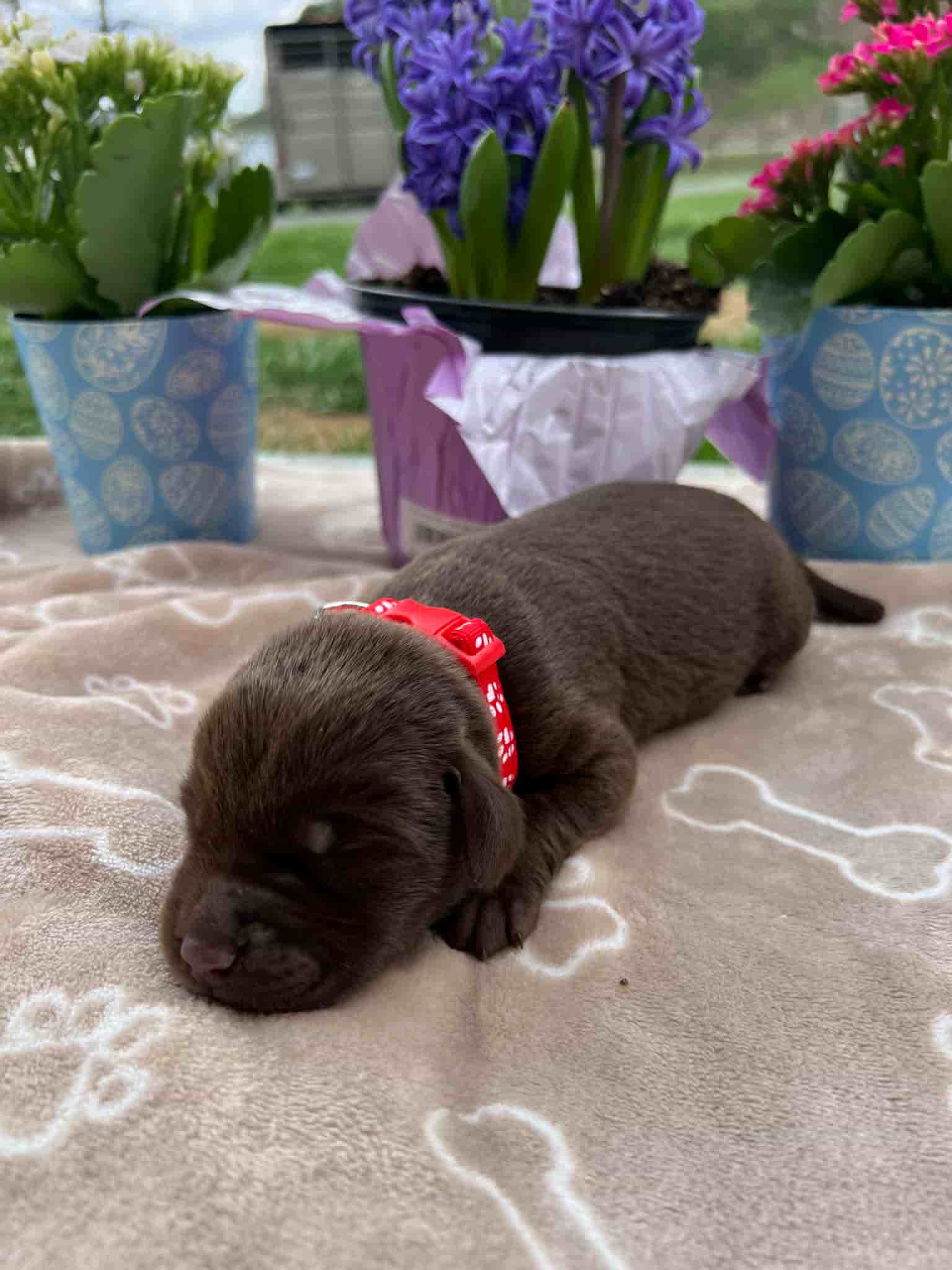 A purebred black Labrador Retriever puppy with a pink curtain and red rose flowers around him.