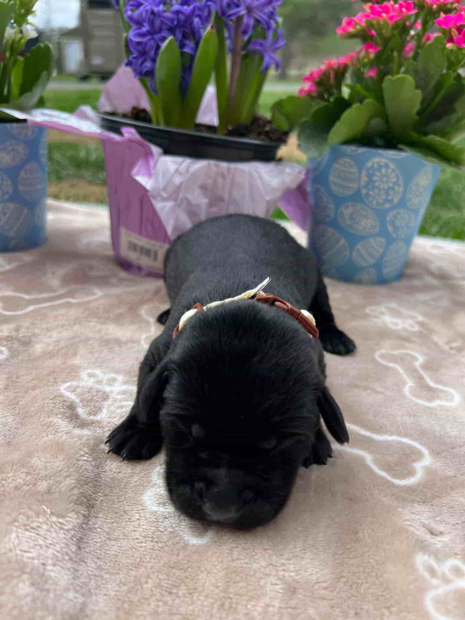 A purebred black Labrador Retriever puppy with a pink curtain and red rose flowers around him.