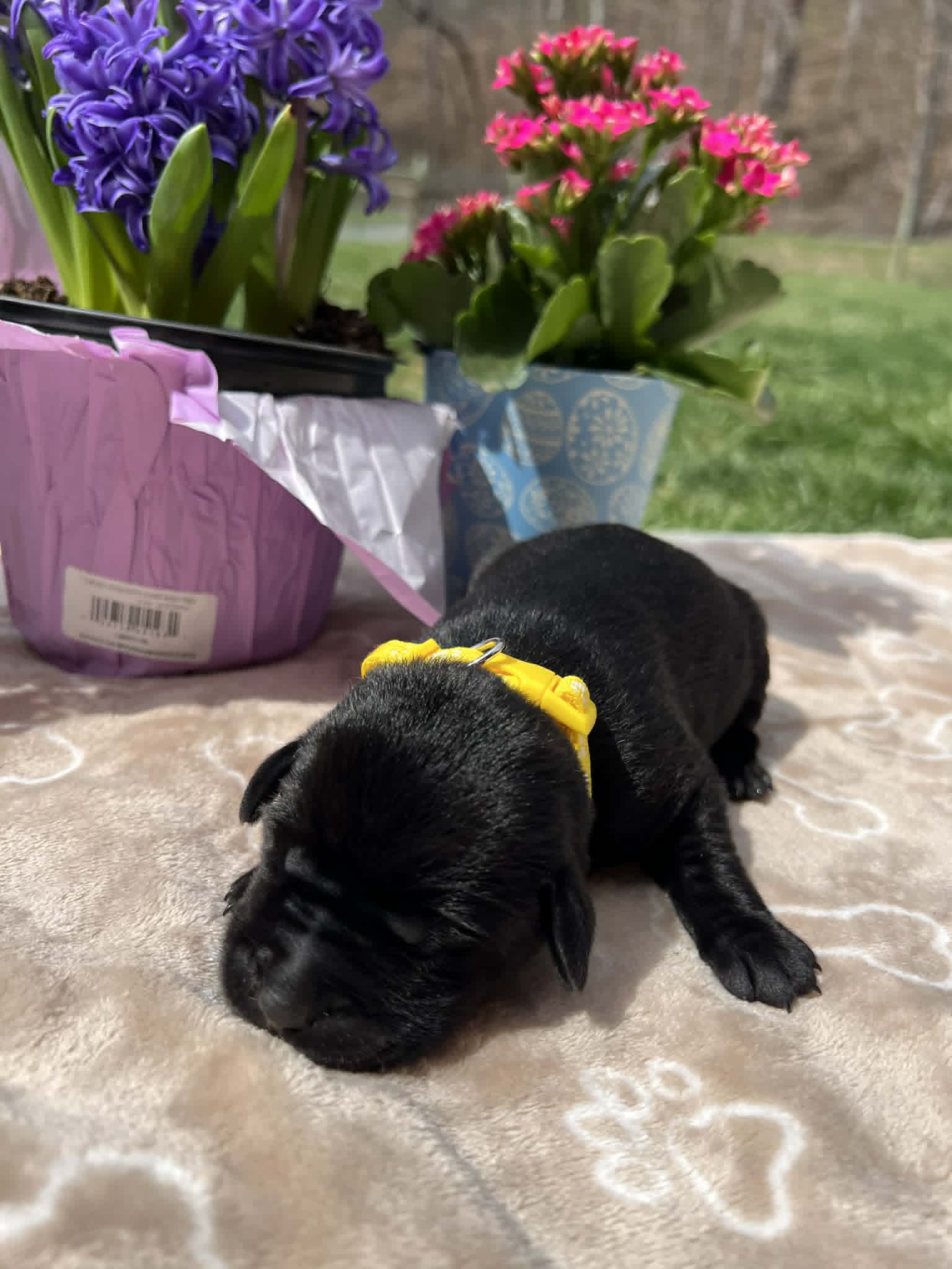 A purebred black Labrador Retriever puppy with a pink curtain and red rose flowers around him.