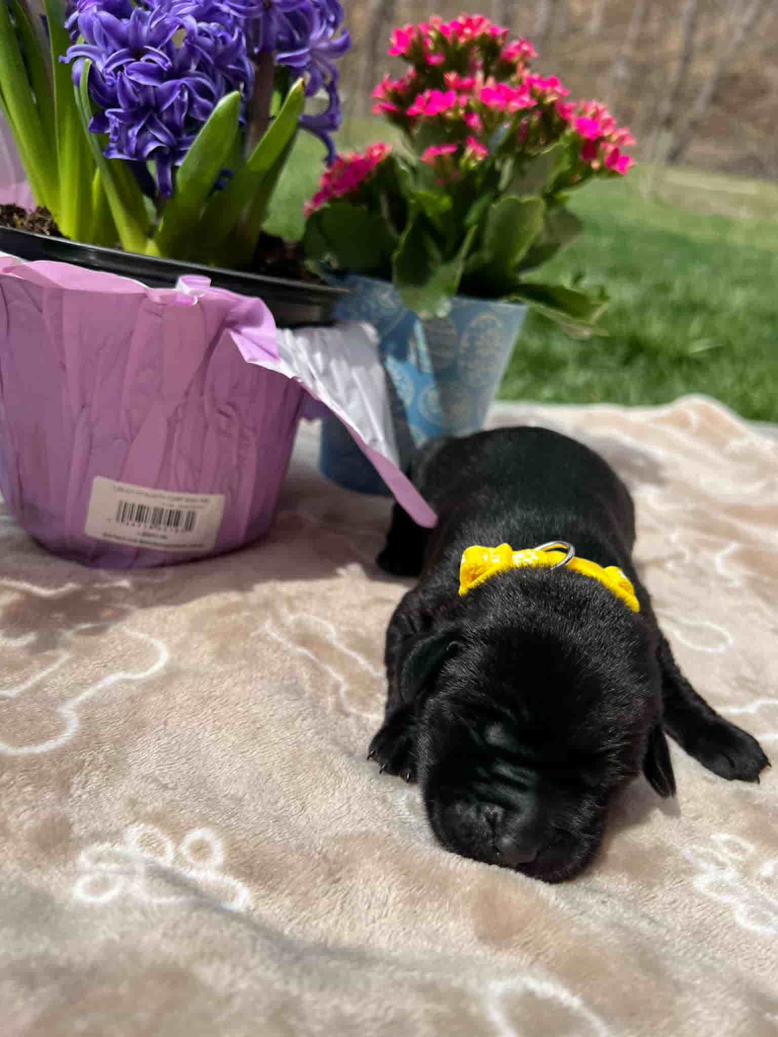 A purebred black Labrador Retriever puppy with a pink curtain and red rose flowers around him.