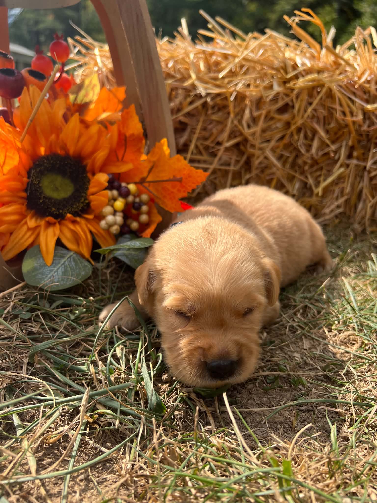 A purebred Golden Retriever puppy outdoors in natural daylight.