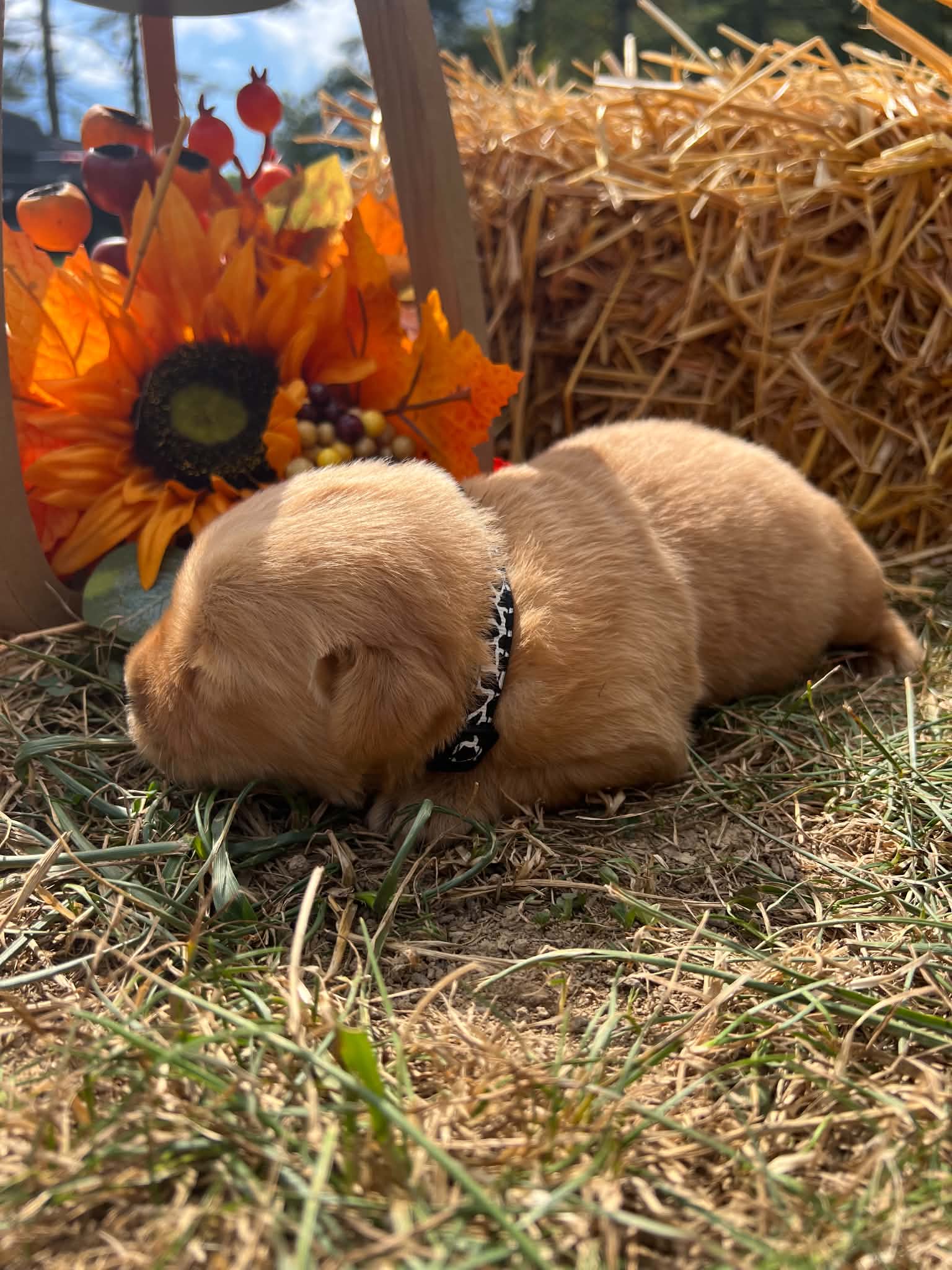 A purebred Golden Retriever puppy outdoors in natural daylight.