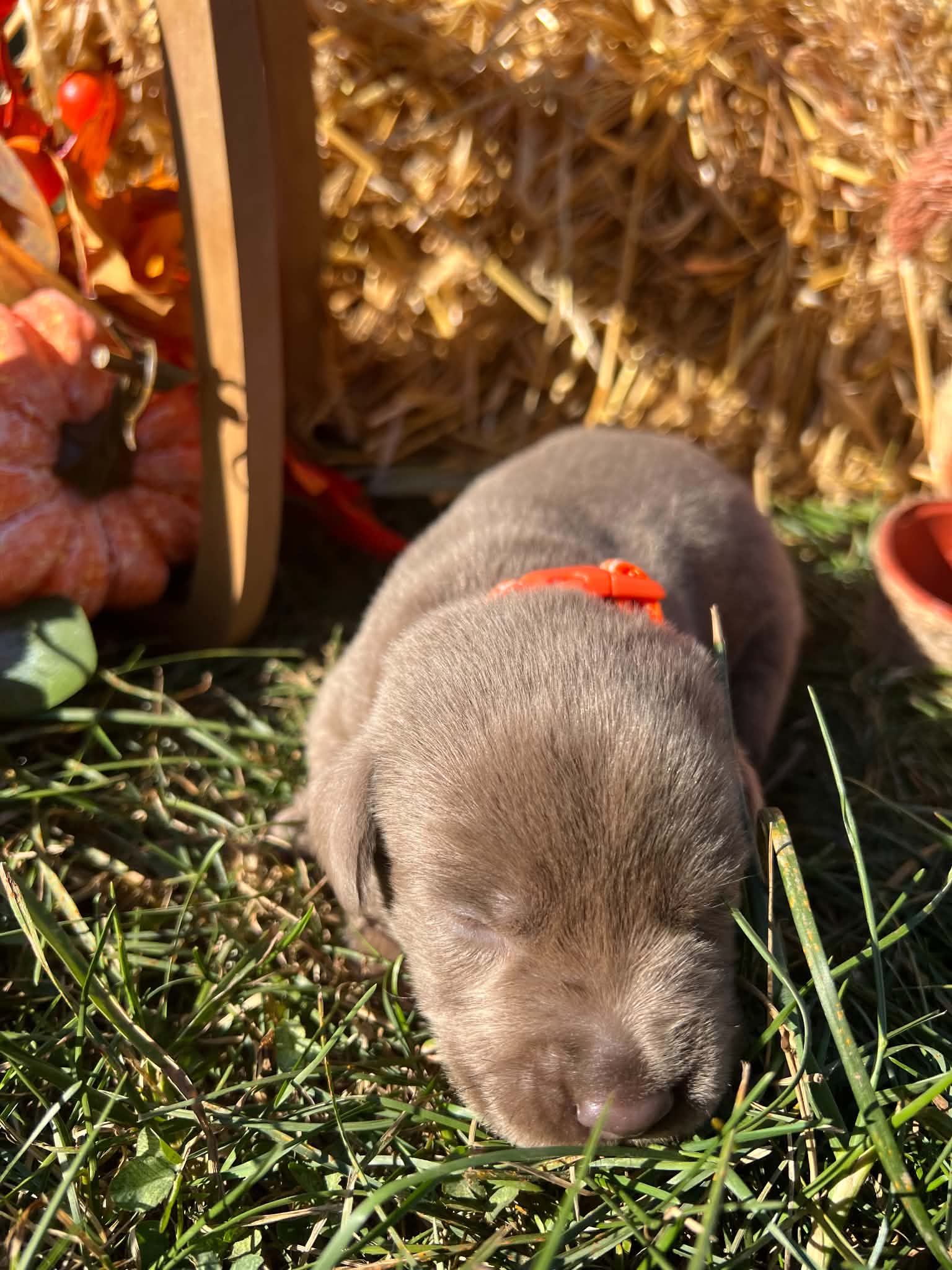 A purebred Labrador Retriever puppy outside in natural daylight.
