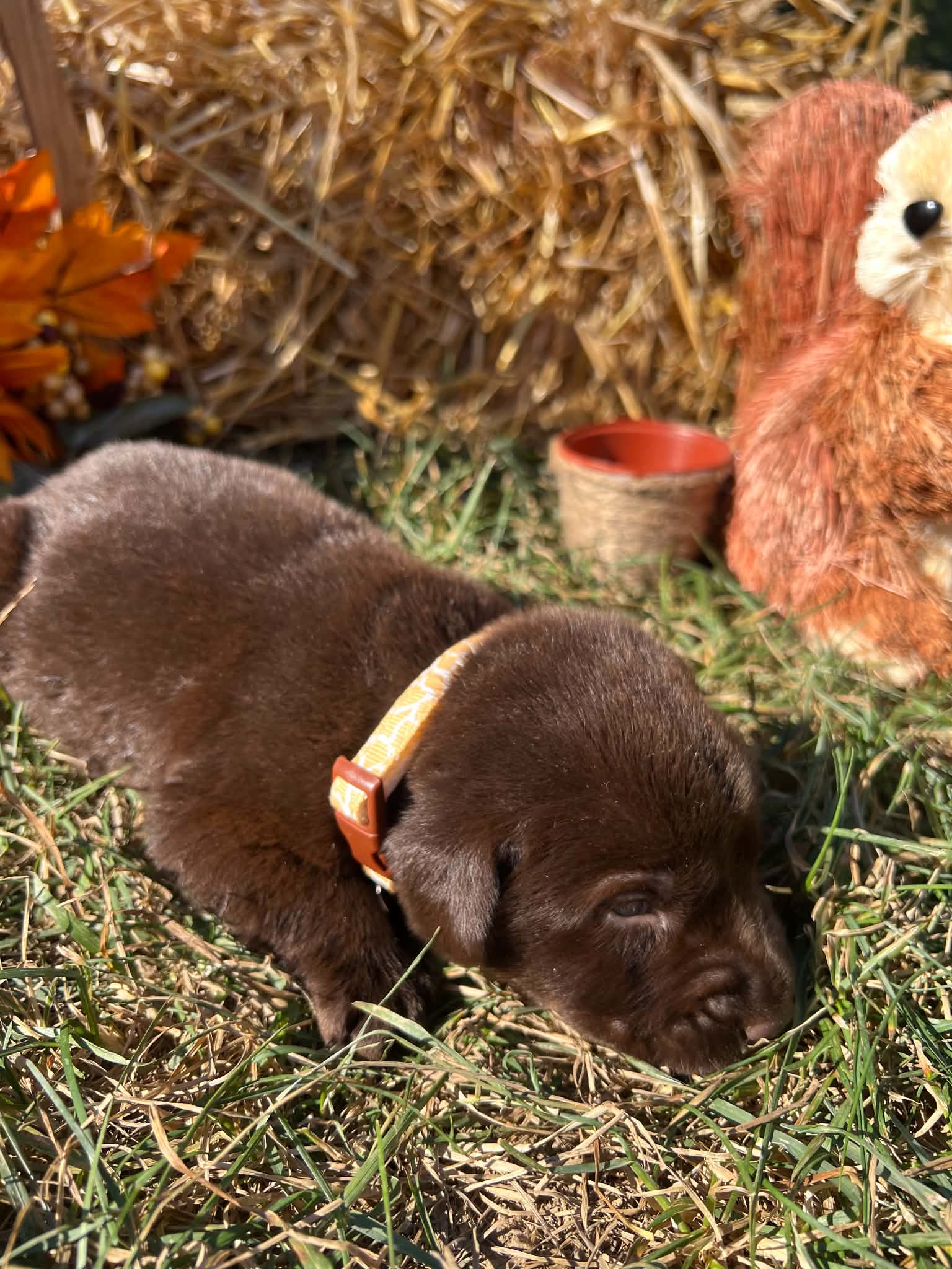 A purebred Labrador Retriever puppy outside in natural daylight.