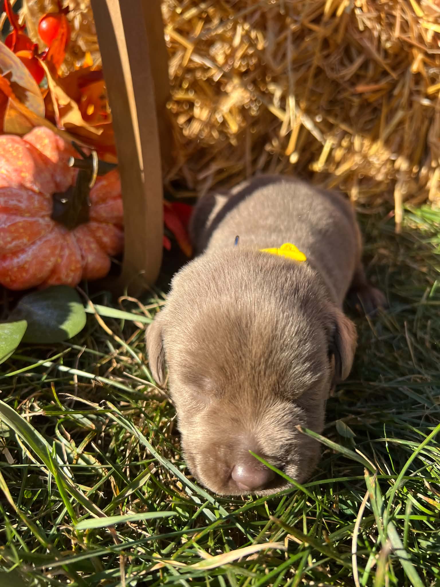 A purebred Labrador Retriever puppy outside in natural daylight.