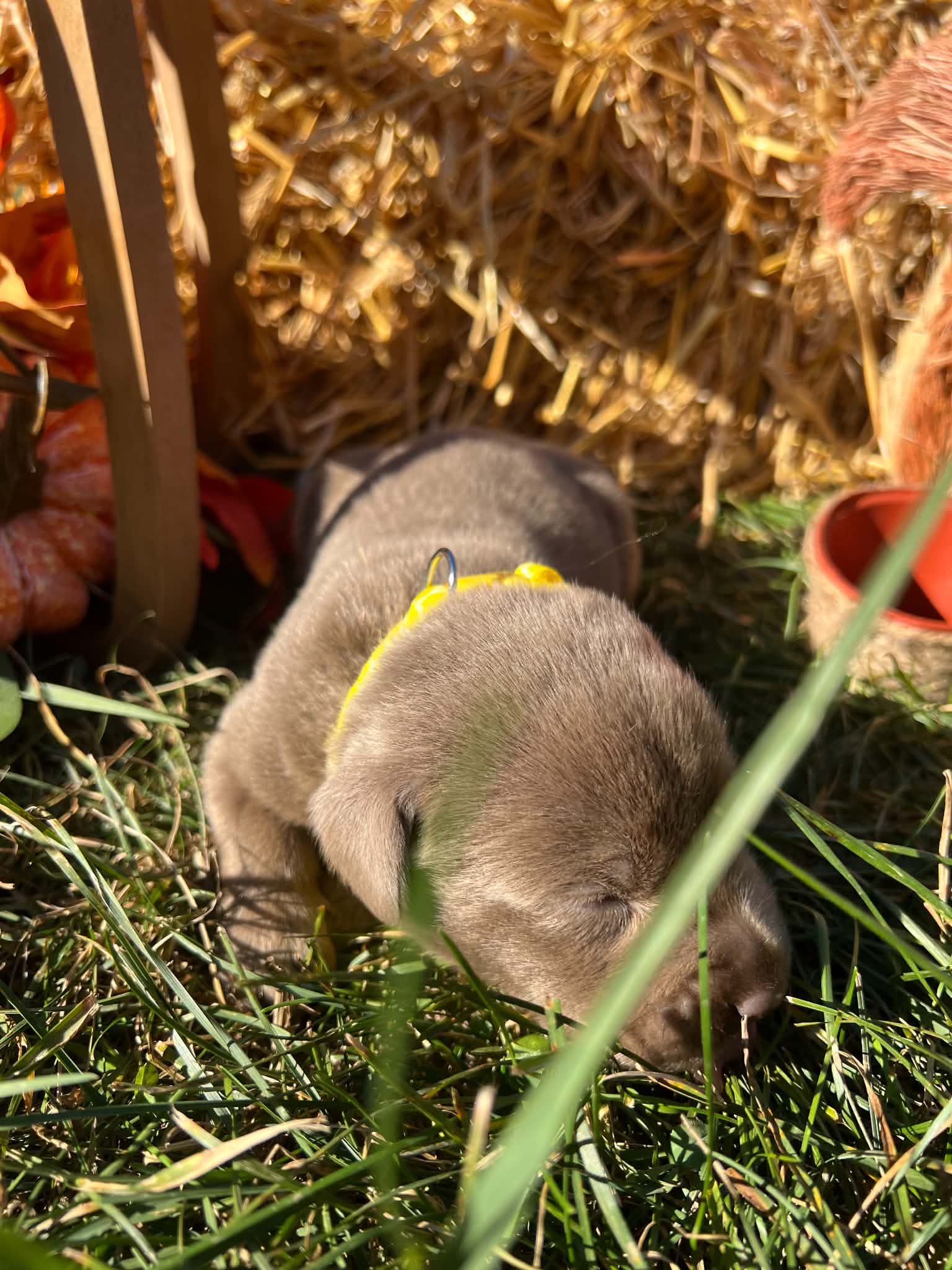 A purebred Labrador Retriever puppy outside in natural daylight.