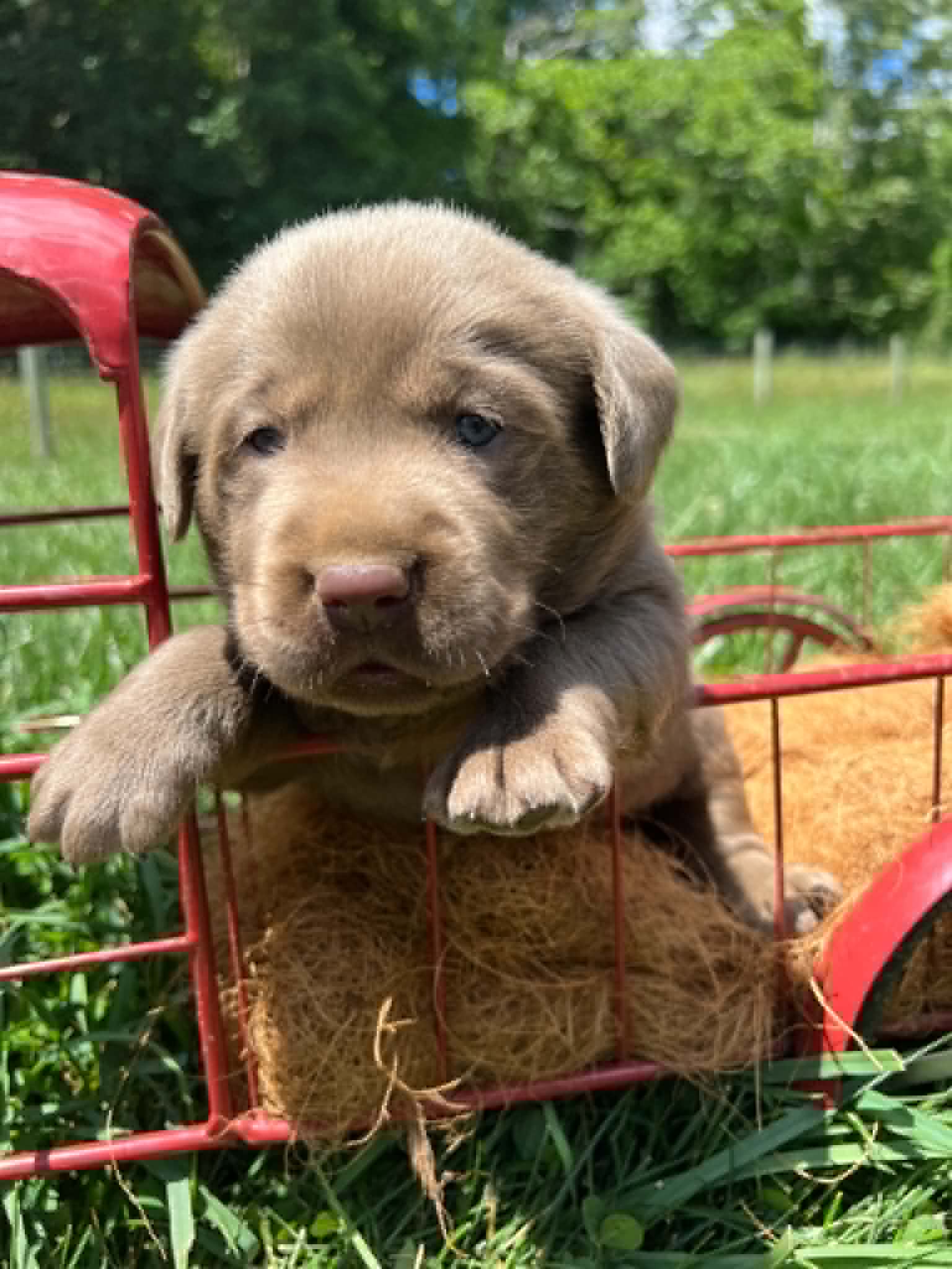 A purebred silver Labrador Retriever puppy with a pink curtain and red rose flowers around him.