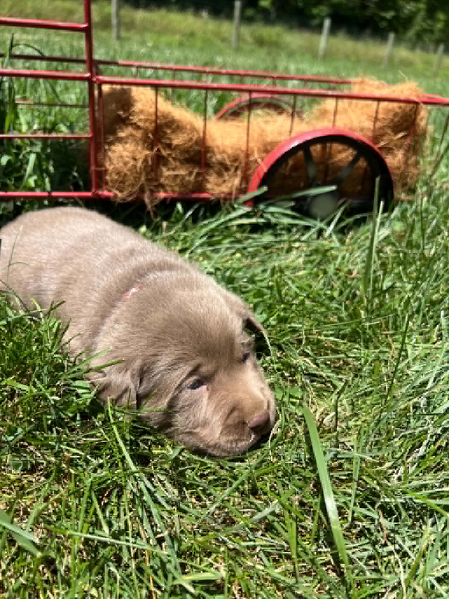 A purebred silver Labrador Retriever puppy with a pink curtain and red rose flowers around him.