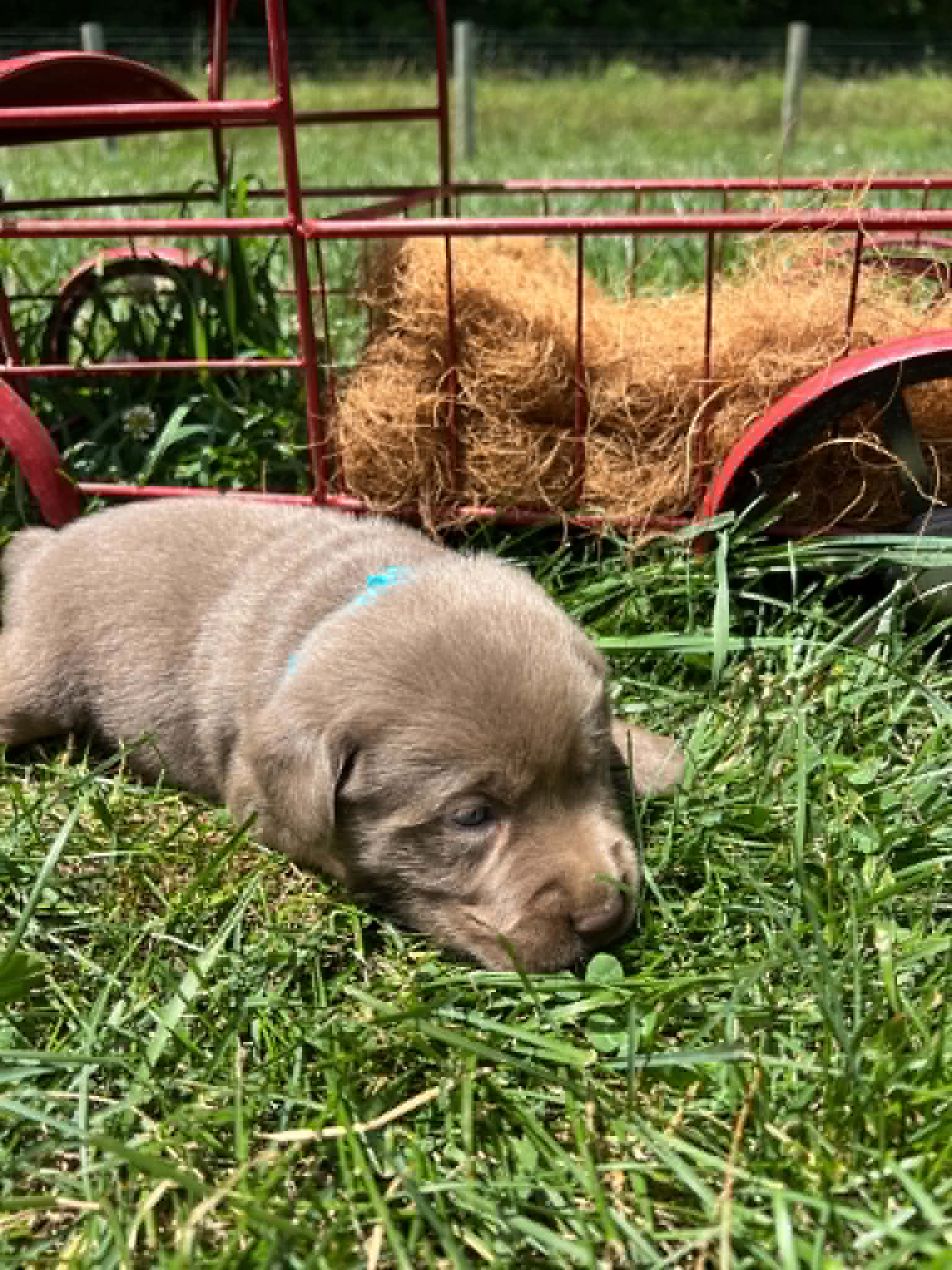 A purebred silver Labrador Retriever puppy with a pink curtain and red rose flowers around him.