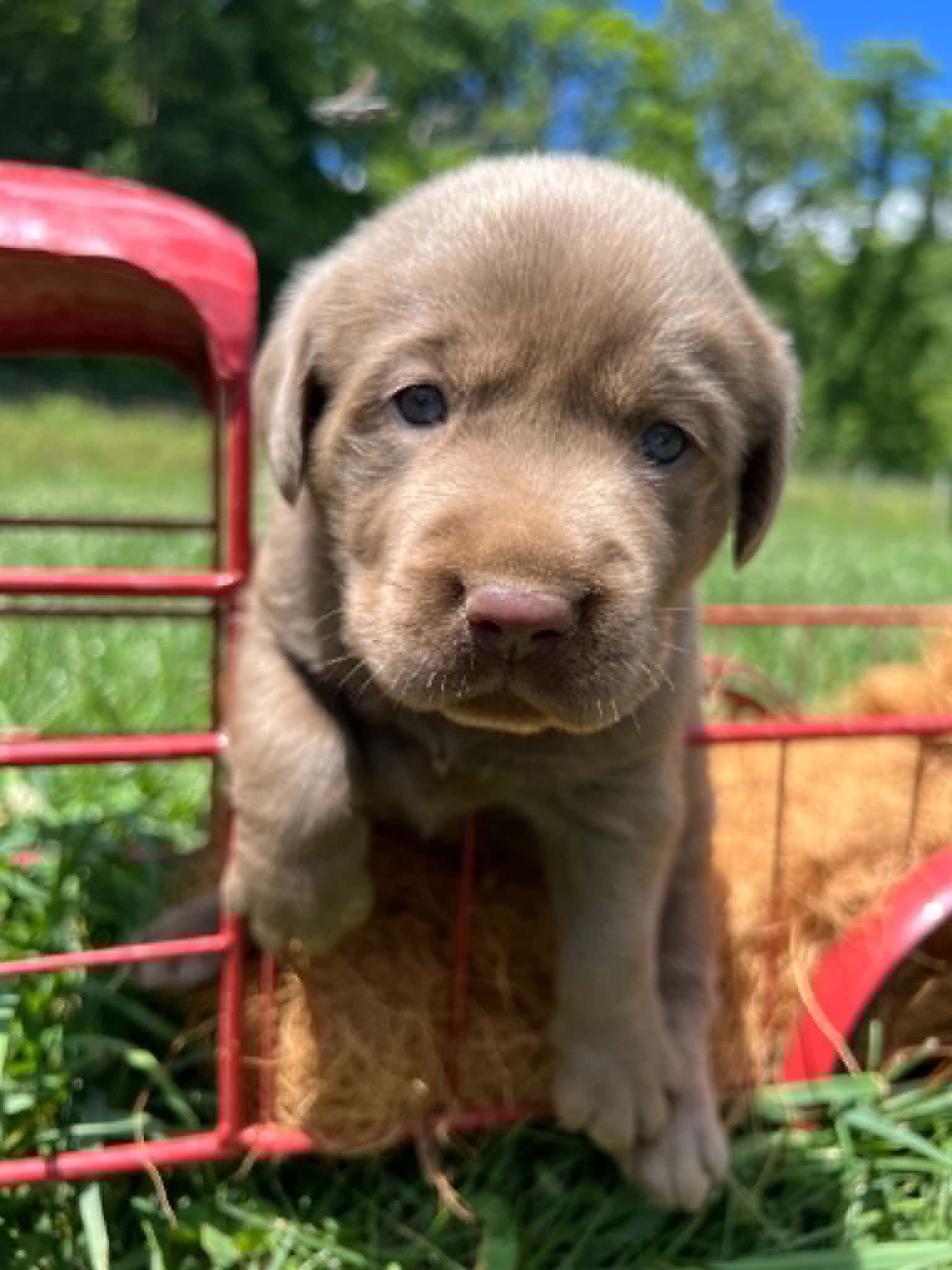 A purebred silver Labrador Retriever puppy with a pink curtain and red rose flowers around him.
