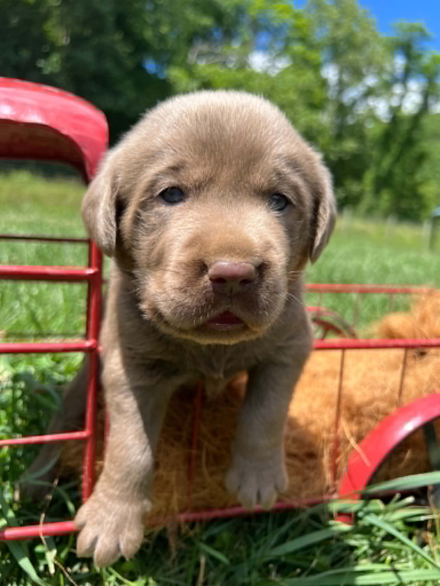 A purebred silver Labrador Retriever puppy with a pink curtain and red rose flowers around him.