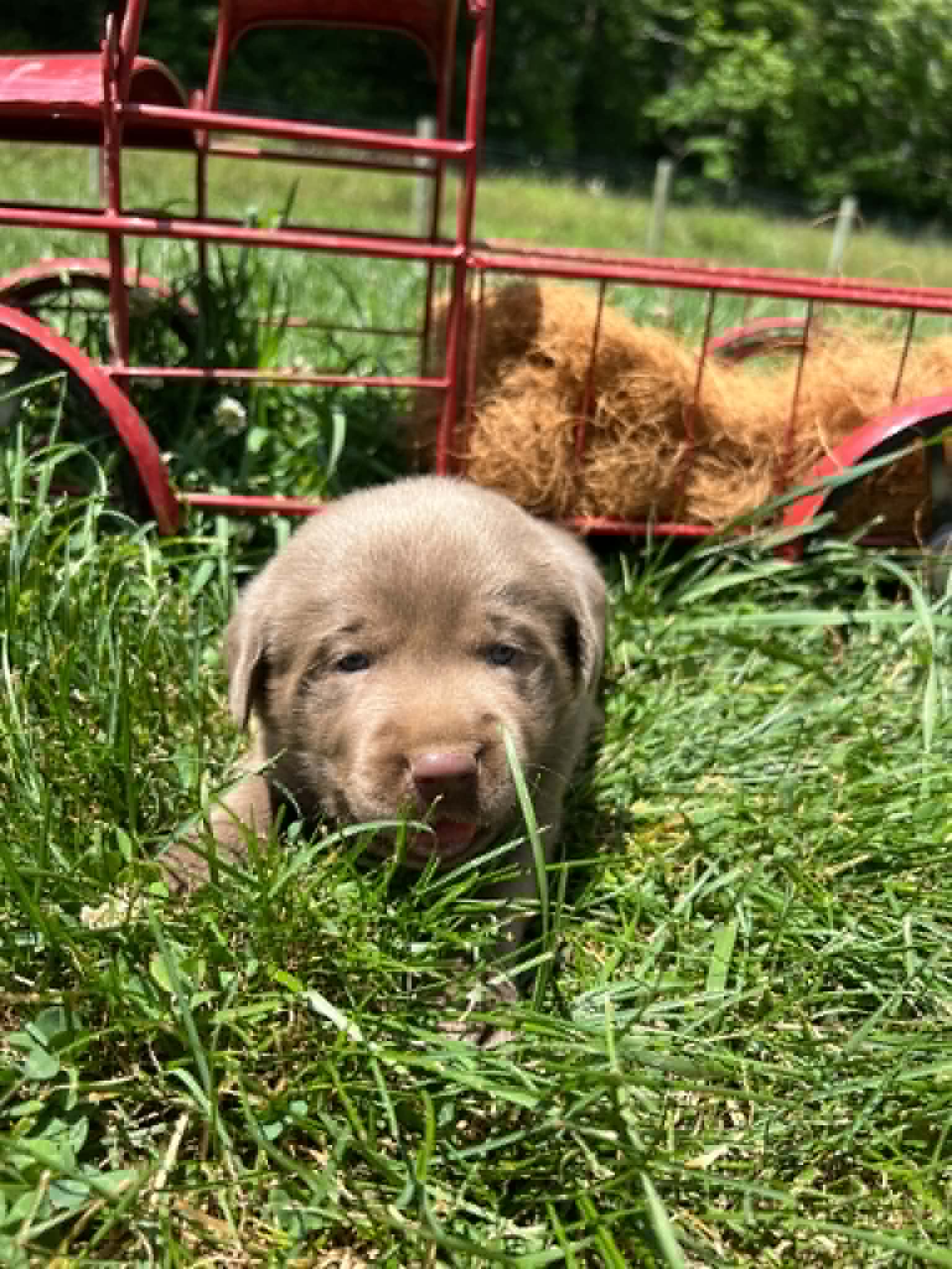 A purebred silver Labrador Retriever puppy with a pink curtain and red rose flowers around him.