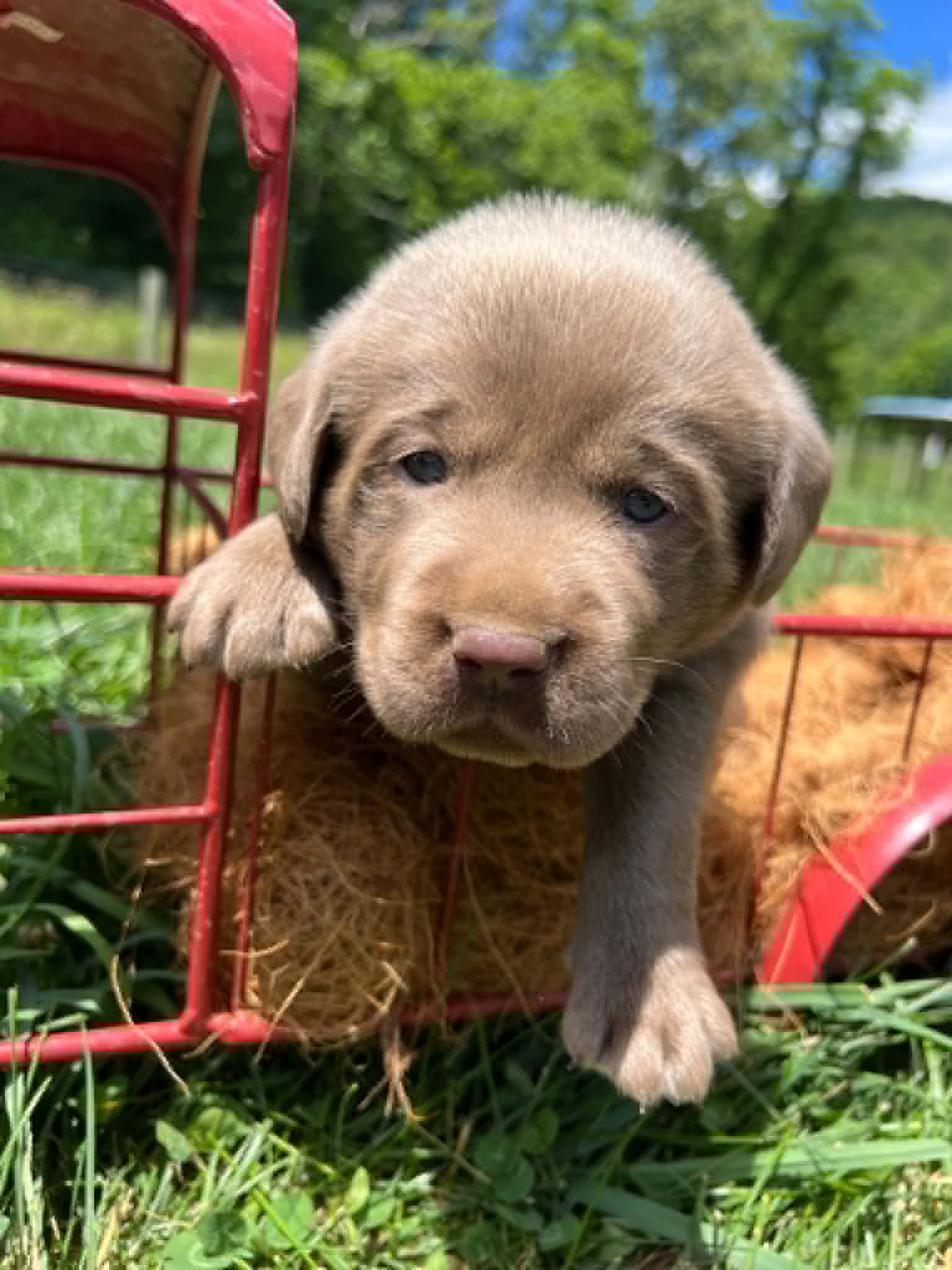 A purebred silver Labrador Retriever puppy with a pink curtain and red rose flowers around him.