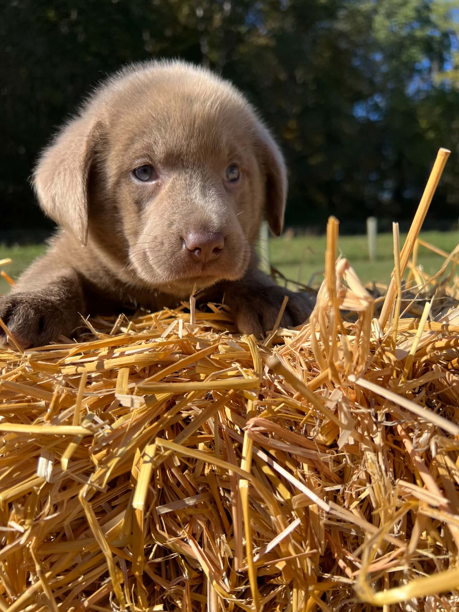 A purebred Labrador Retriever puppy outside in natural daylight.
