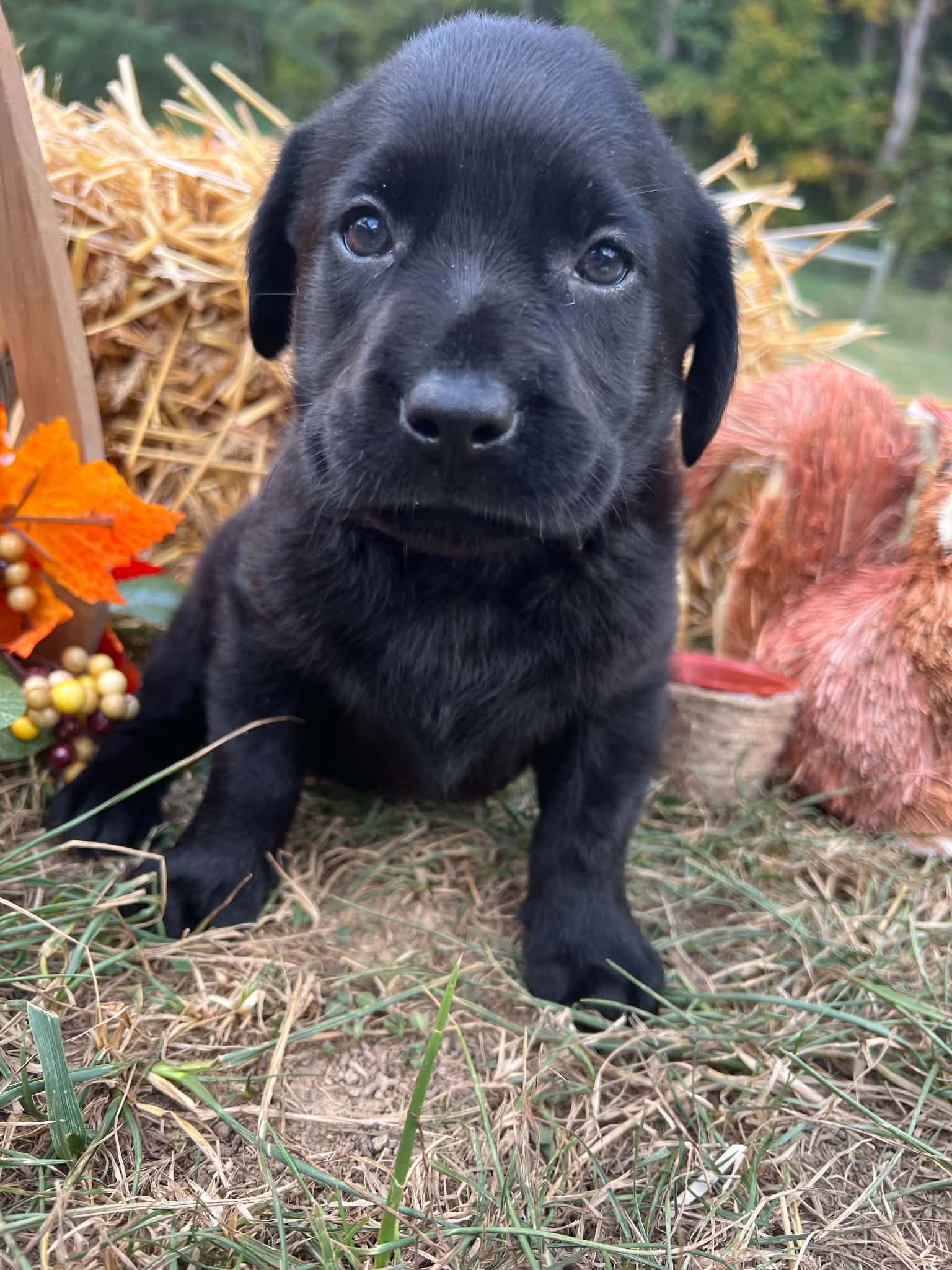 A purebred Labrador Retriever puppy outside in natural daylight.