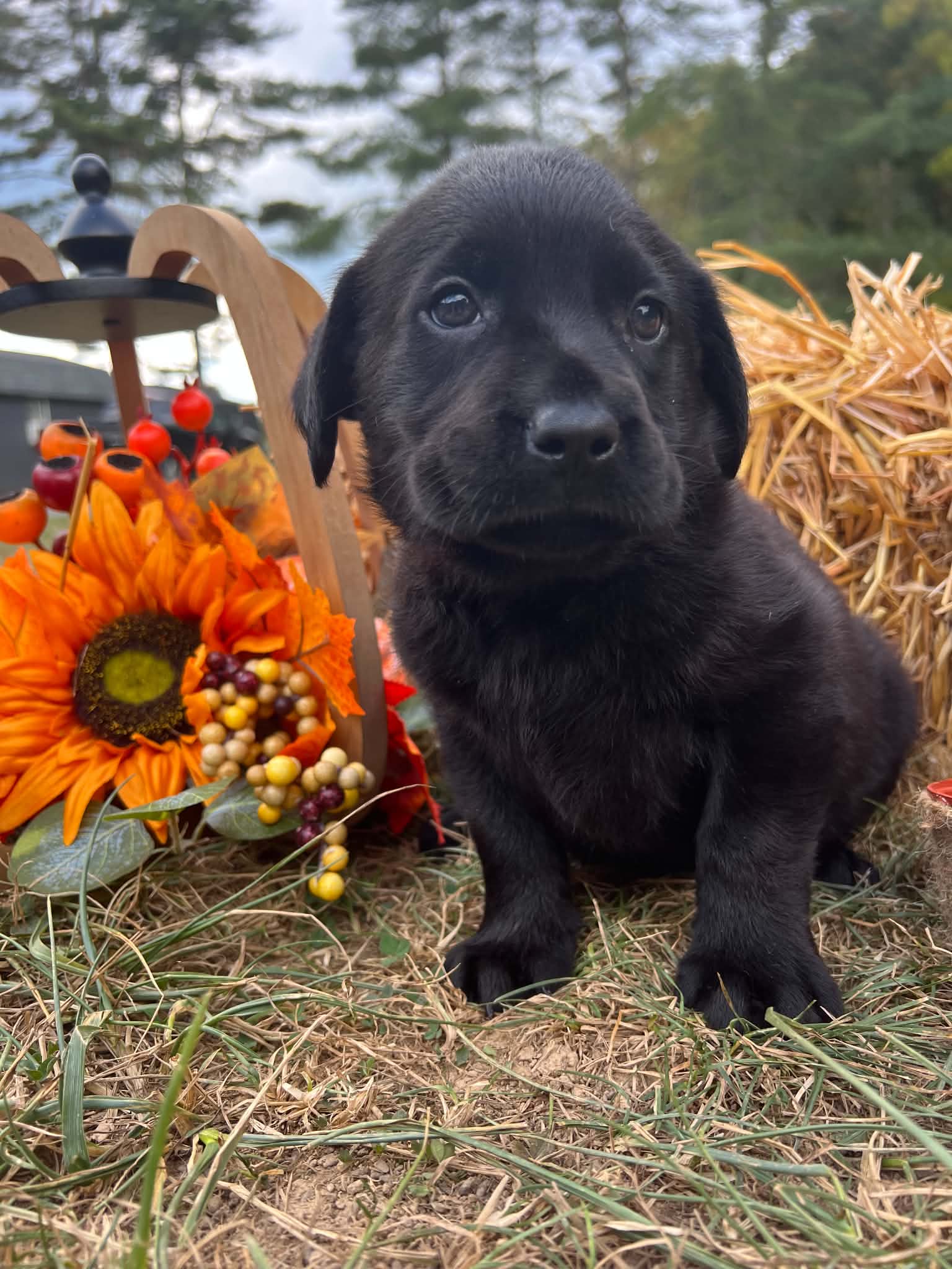 A purebred Labrador Retriever puppy outside in natural daylight.