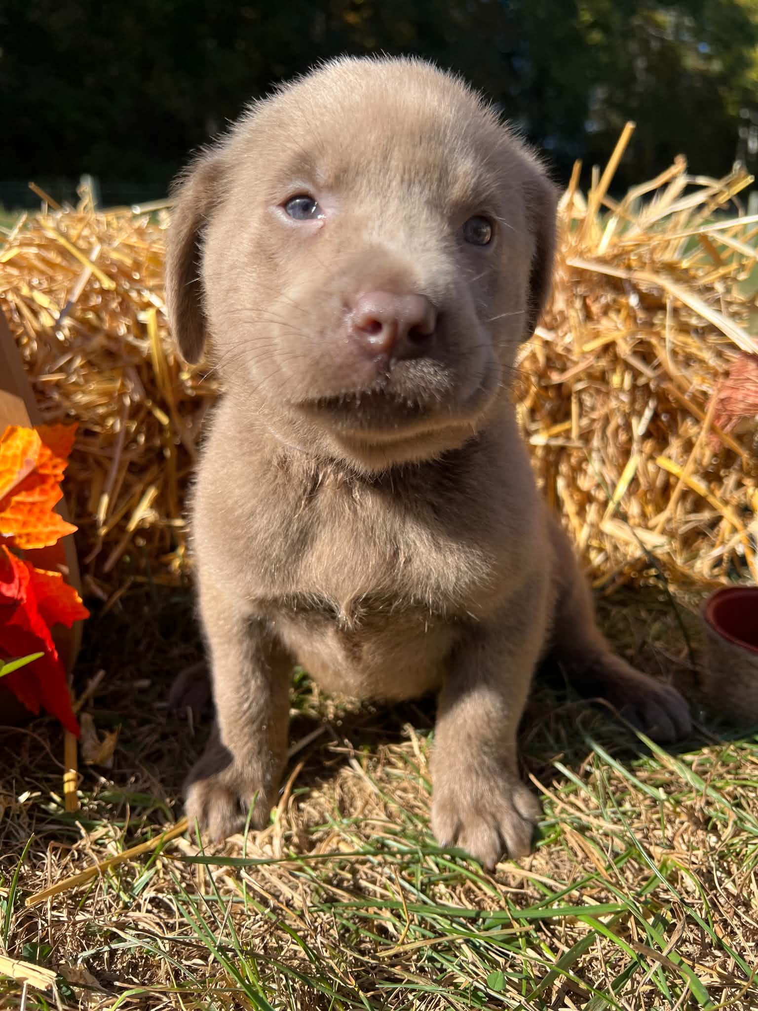 A purebred Labrador Retriever puppy outside in natural daylight.