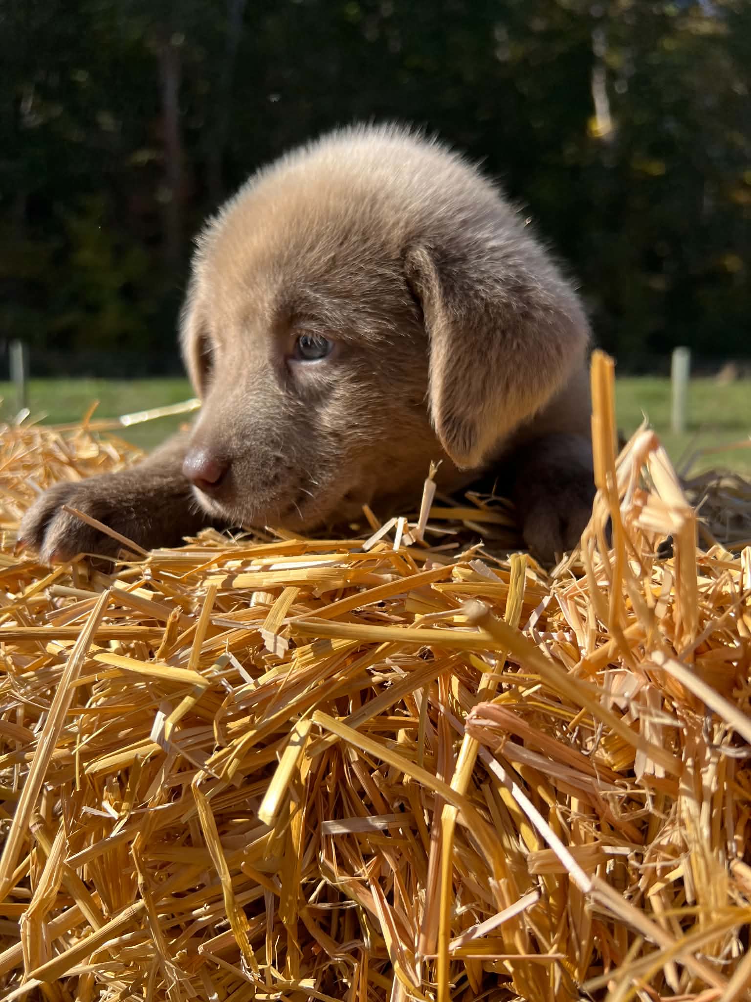 A purebred Labrador Retriever puppy outside in natural daylight.