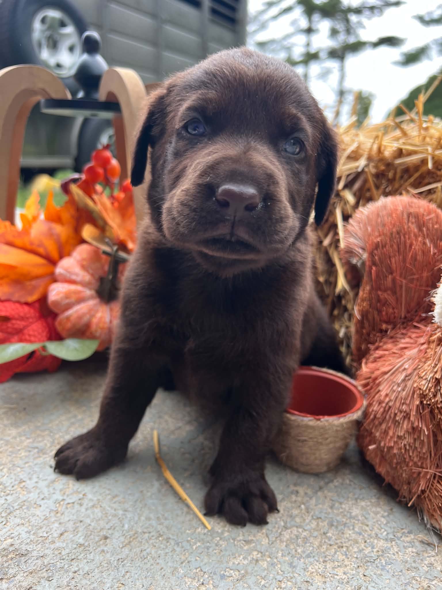 A purebred Labrador Retriever puppy outside in natural daylight.