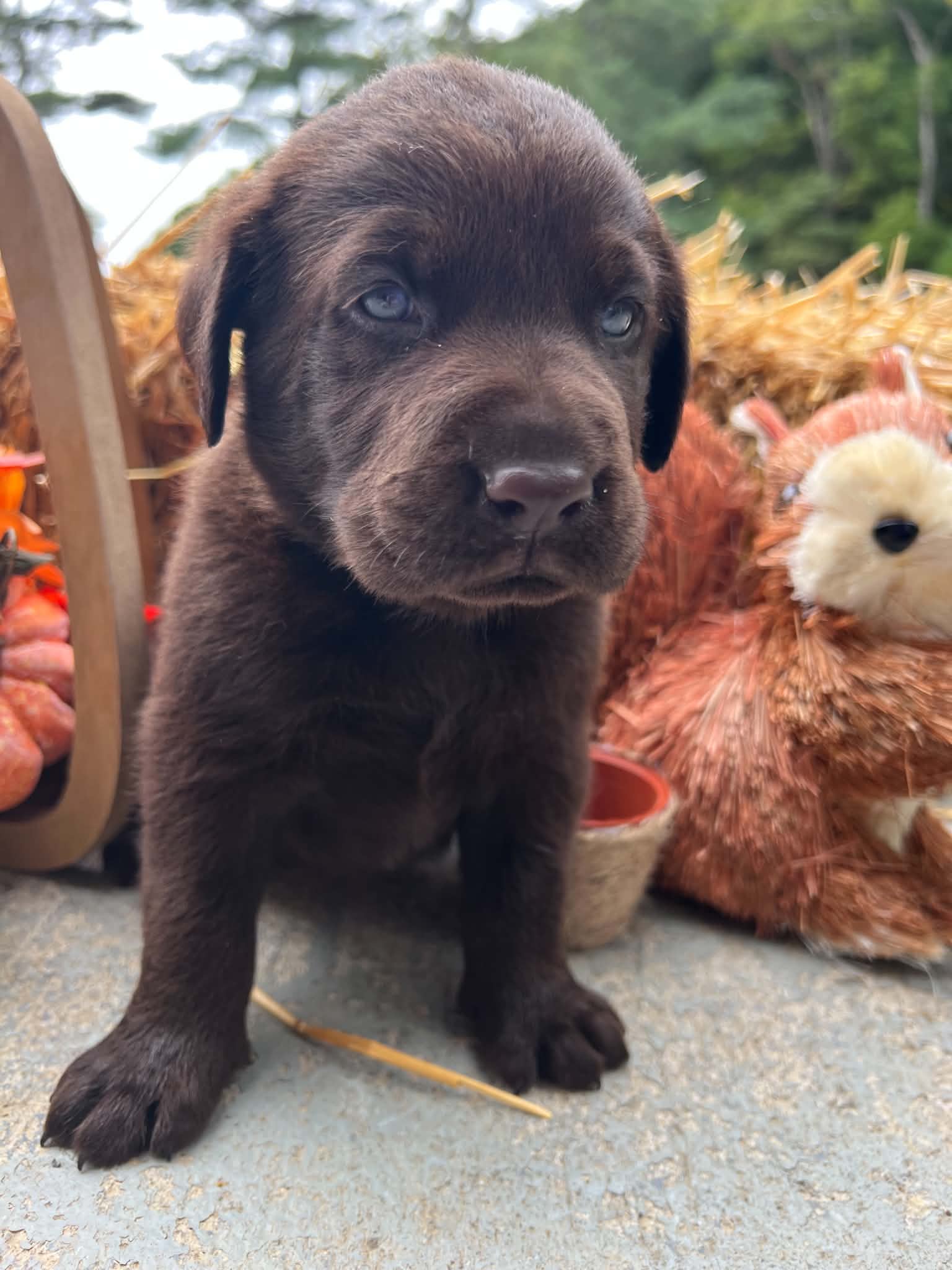 A purebred Labrador Retriever puppy outside in natural daylight.