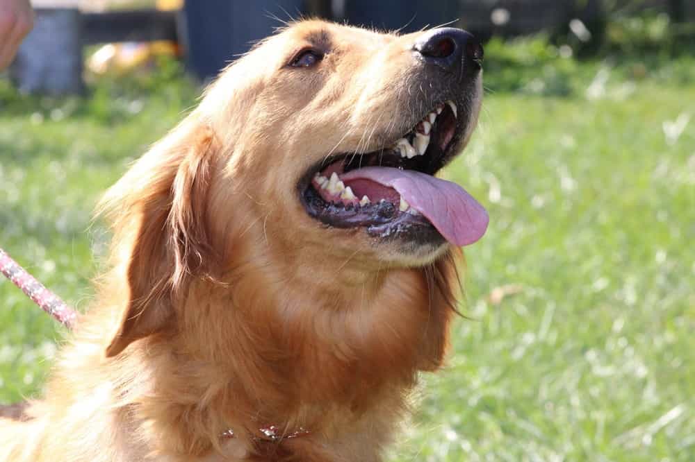 A portrait of Alexis who is a purebred Golden Retriever female.