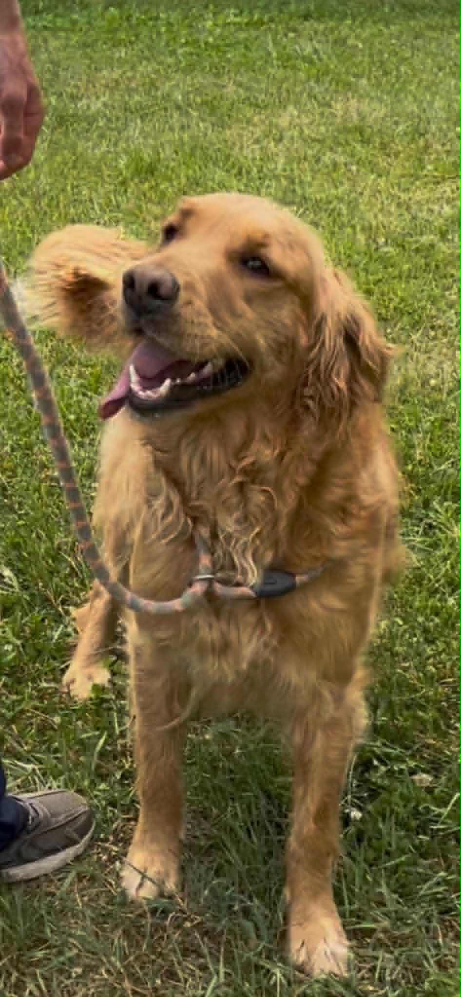 A portrait photograph of Ariel who is a purebred Golden Retriever female.