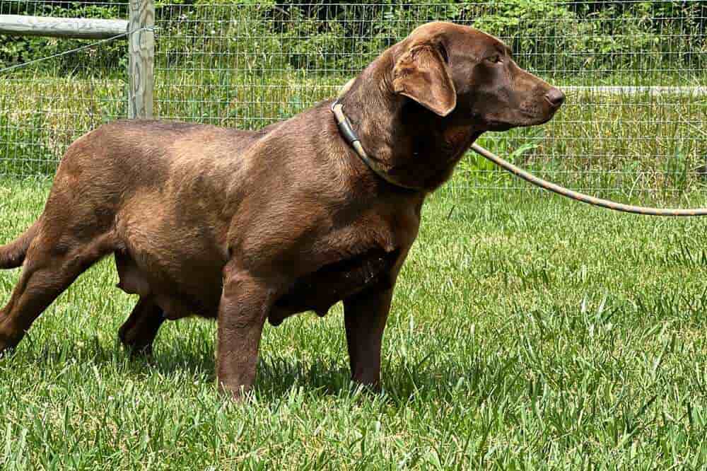 A portrait photograph of Bailey who is a purebred chocolate Labrador Retriever female.