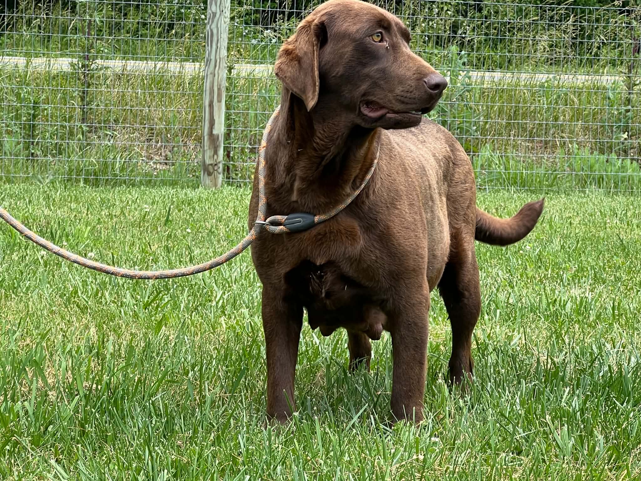 A portrait of Bailey who is a purebred chocolate Labrador Retriever female.