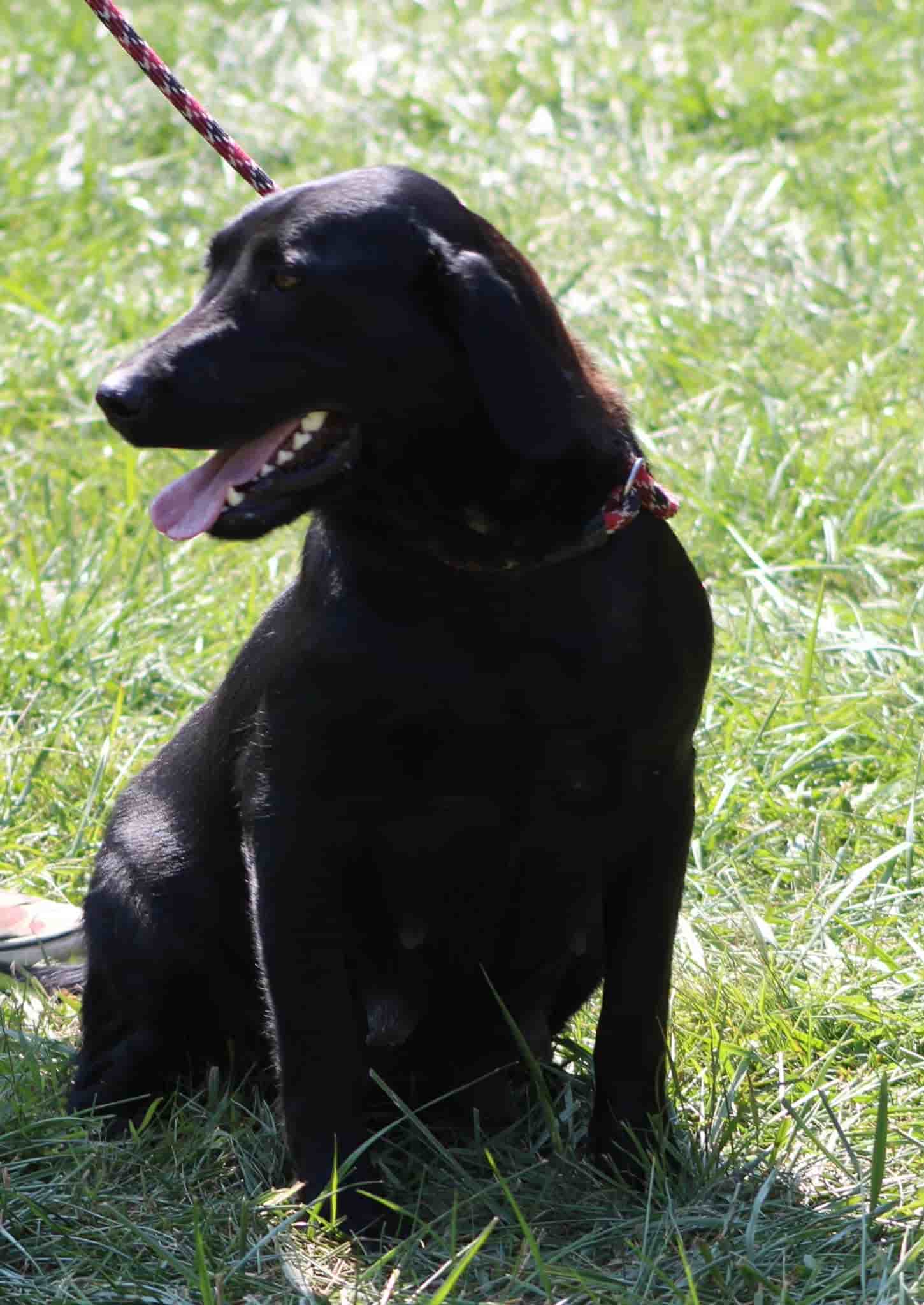 A portrait of Beanie who is a purebred black Labrador Retriever female.