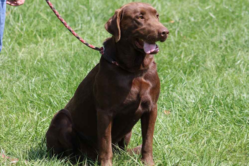 A portrait of Bentley who is a purebred chocolate Labrador Retriever sire.